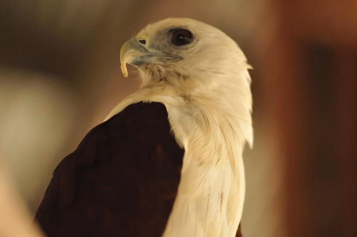 Một con diều lửa (Haliastur indus) được đặt trong lồng nhốt tạm thời tại Văn phòng Cơ quan Bảo tồn Tài nguyên thiên nhiên sau khi nó được giải cứu khỏi những kẻ buôn bán động vật hoang dã bất hợp pháp ở thành phố Palu, Indonesia. (Ảnh: NurPhoto/REX/Shutterstock) Một con diều lửa (Haliastur indus) được đặt trong lồng nhốt tạm thời tại Văn phòng Cơ quan Bảo tồn Tài nguyên thiên nhiên sau khi nó được giải cứu khỏi những kẻ buôn bán động vật hoang dã bất hợp pháp ở thành phố Palu, Indonesia. (Ảnh: NurPhoto/REX/Shutterstock)