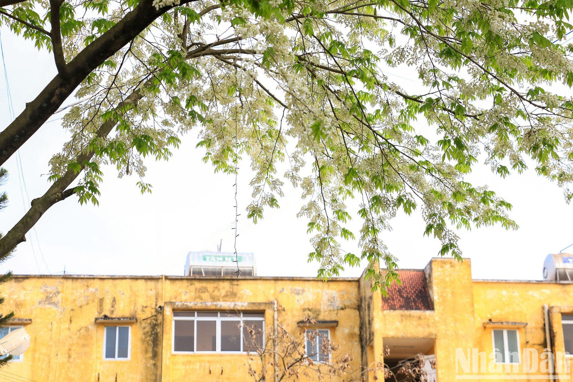 Hoa sưa mang trong mình bản sắc rất riêng của Hà Nội.