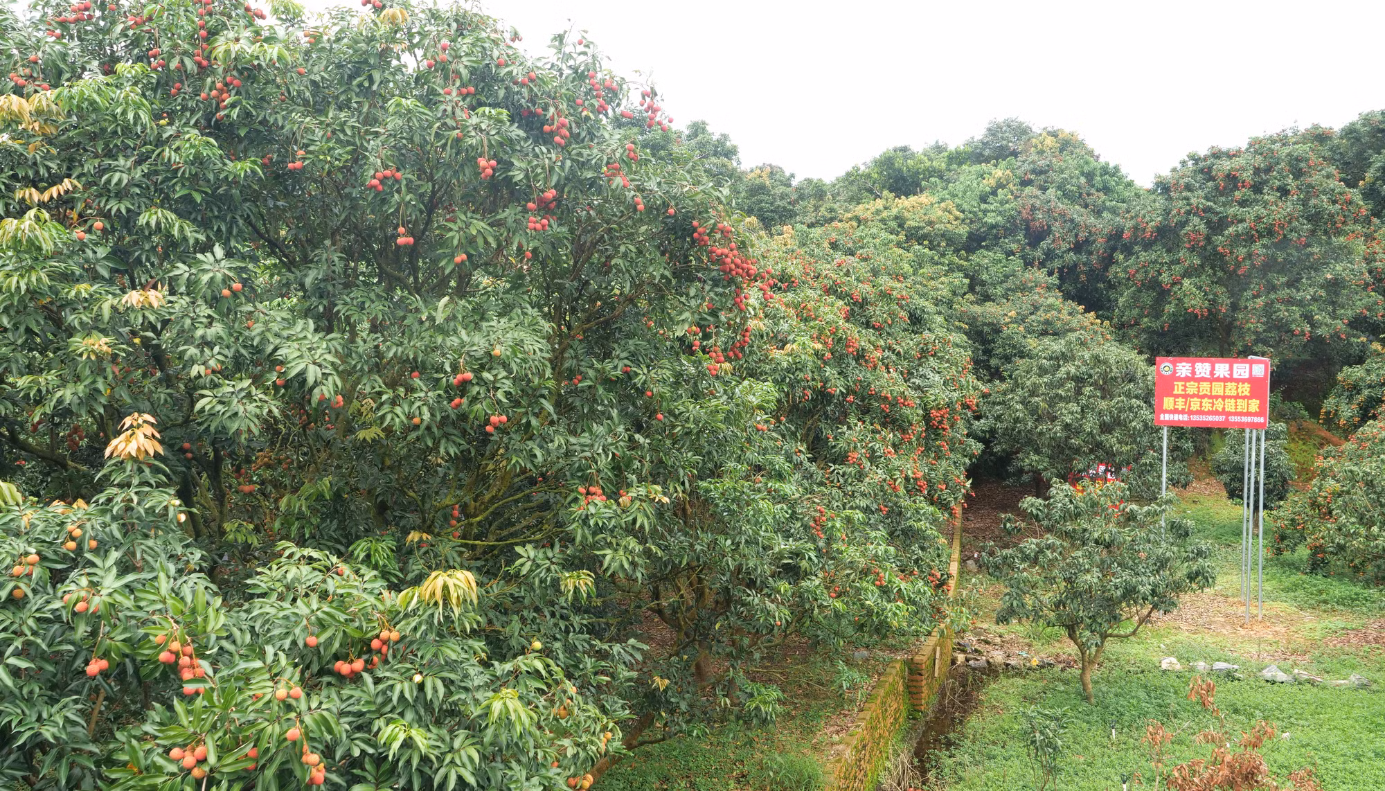 Vải thiều Mậu Danh năm nay đạt sản lượng thấp do yếu tố thời tiết.