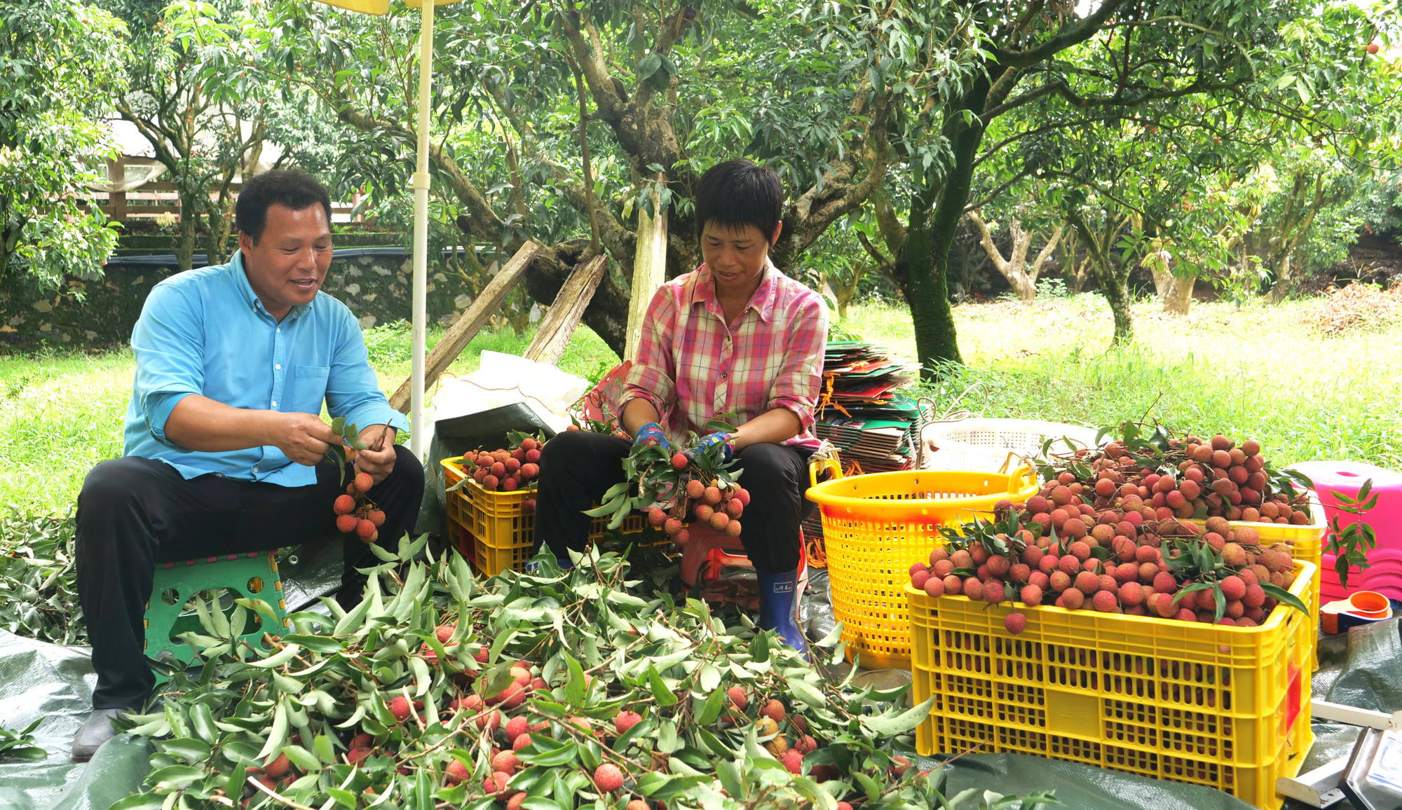 Người dân Mậu Danh thu hoạch vải thiều tại vườn.