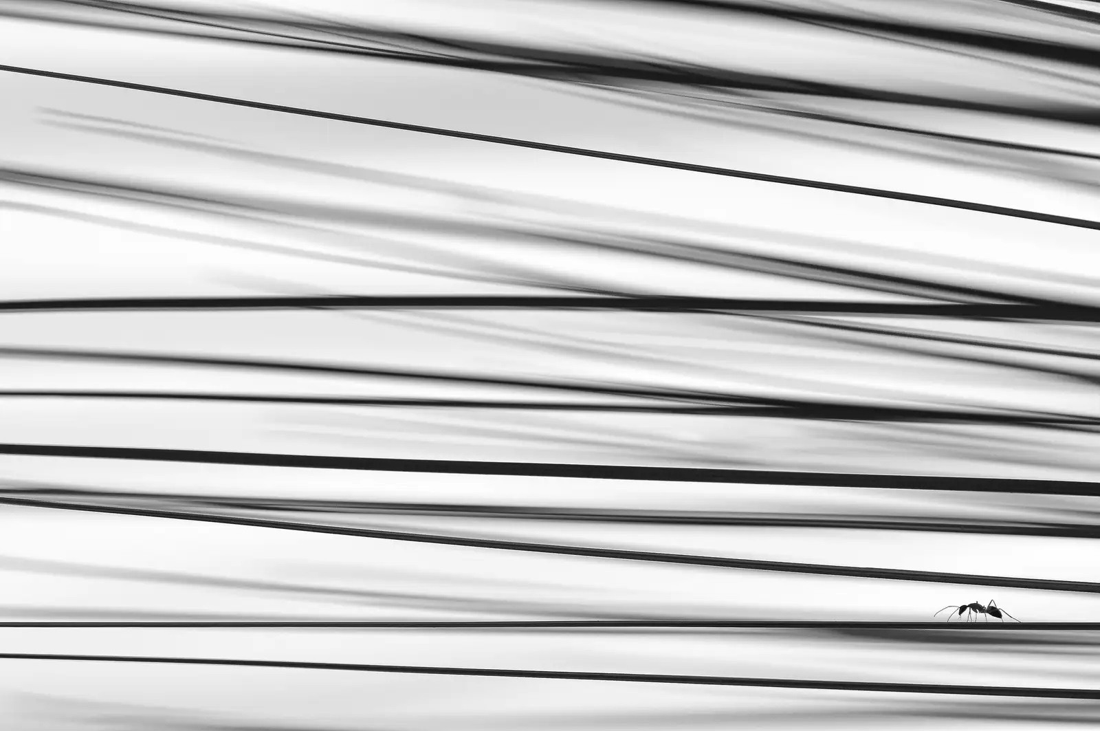 Bức ảnh “Điểm, đường và mặt phẳng” mô tả một con kiến thợ đơn độc đi dọc theo chiếc lá trên cây ở Australia. Hình ảnh này của tác giả Yicai Chang, Australia đoạt giải nhì trong hạng mục Thế giới nhỏ bé.