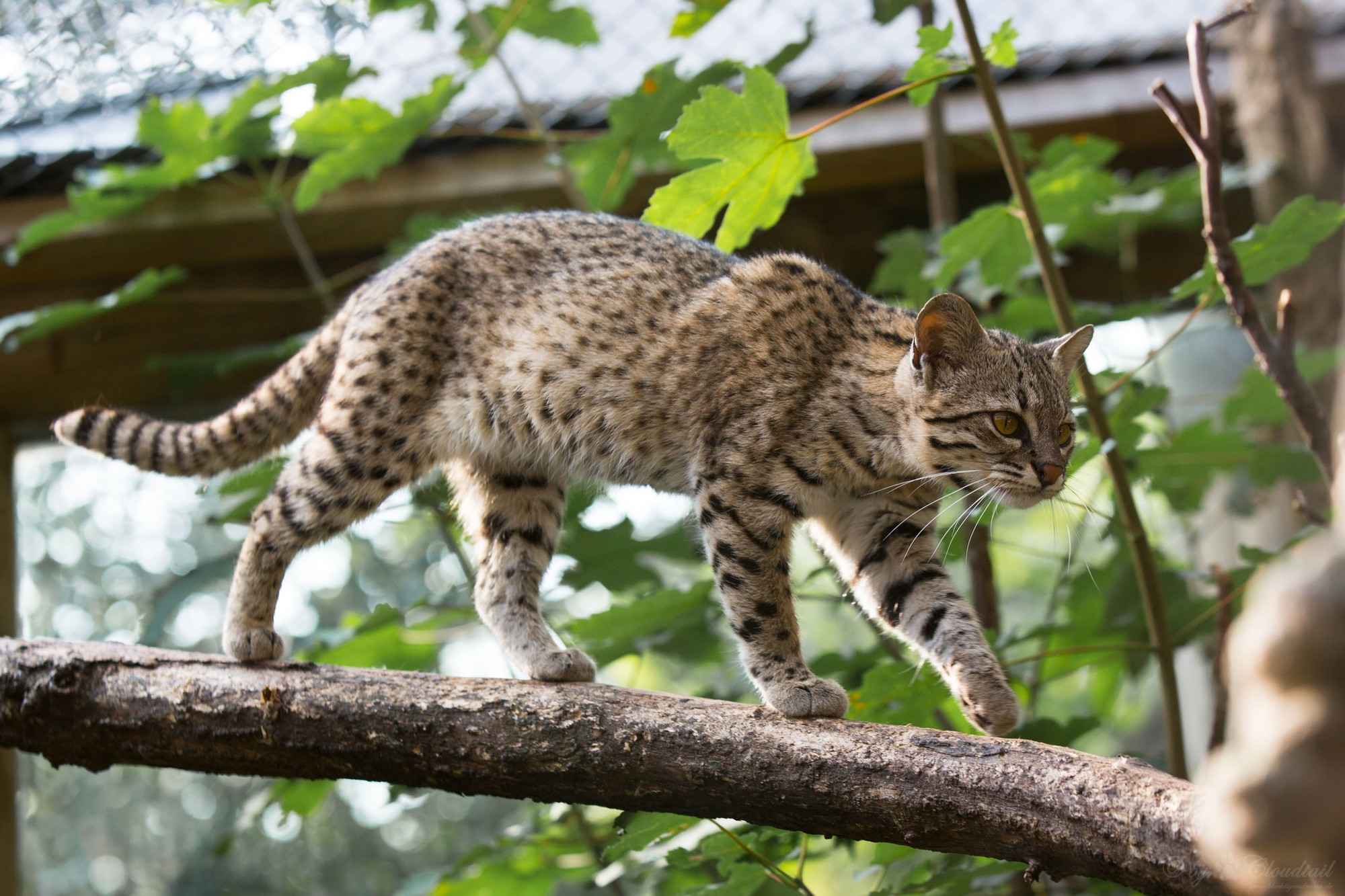 Mèo rừng nam mỹ Leopardus geoffroyi. Ảnh: iNaturalist.