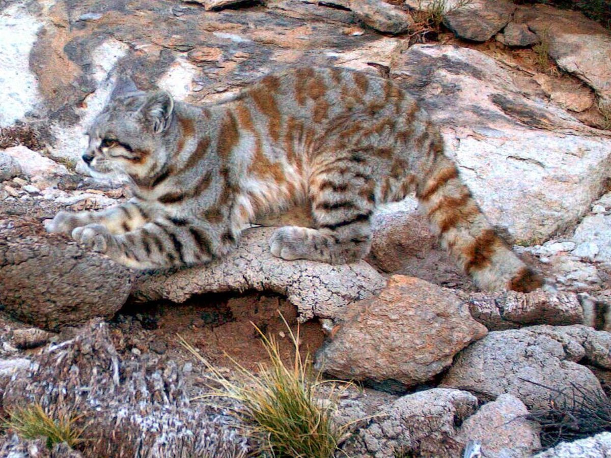 Mèo núi andes Leopardus jacobita. Ảnh: Alianza Gato Andino /AGA.