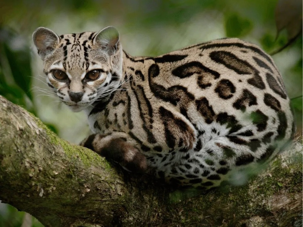 Mèo đốm margay, Ảnh: critterfacts.
