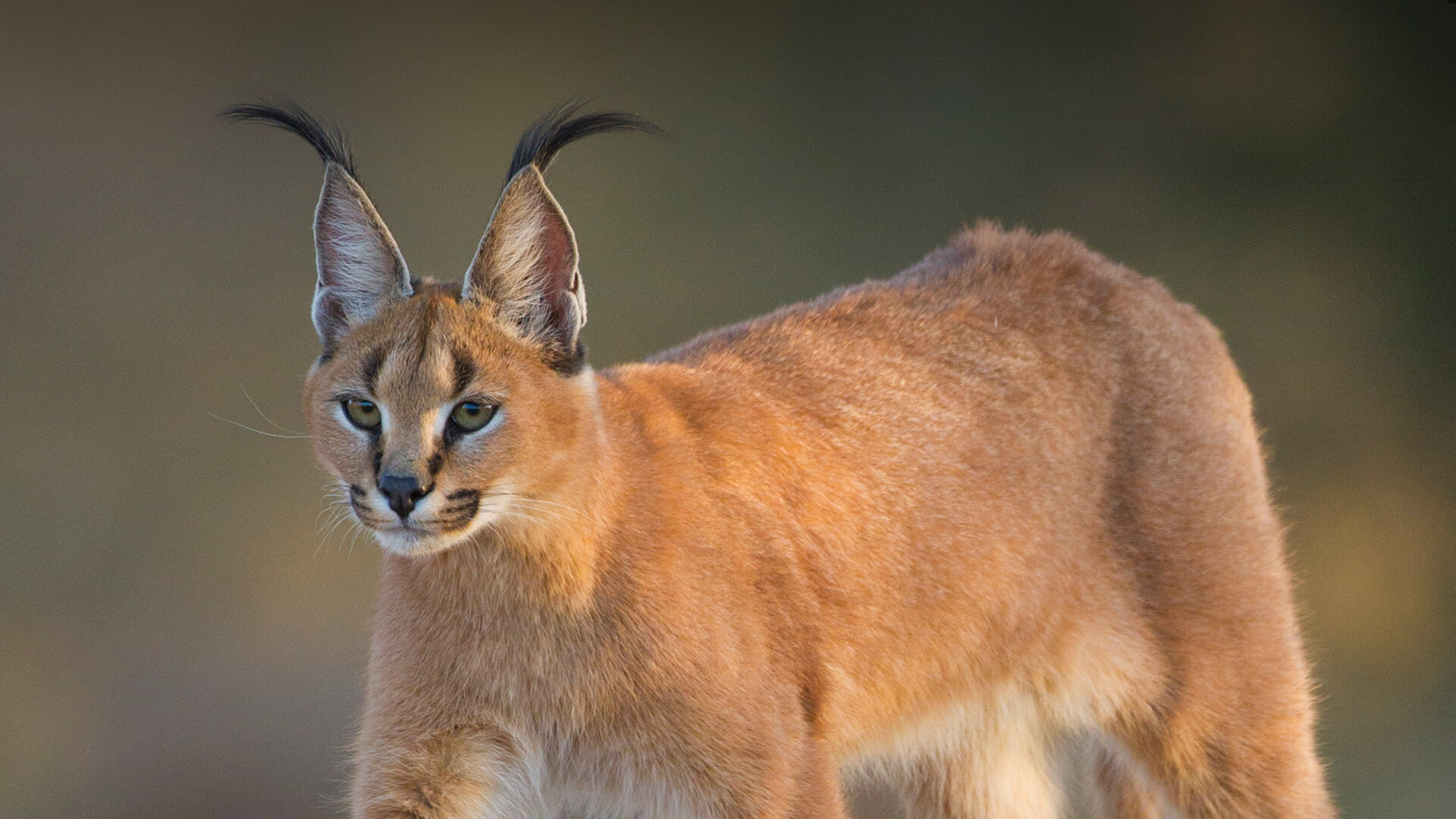 Linh miêu đồng cỏ Caracal caracal. Ảnh: San Diego Zoo.