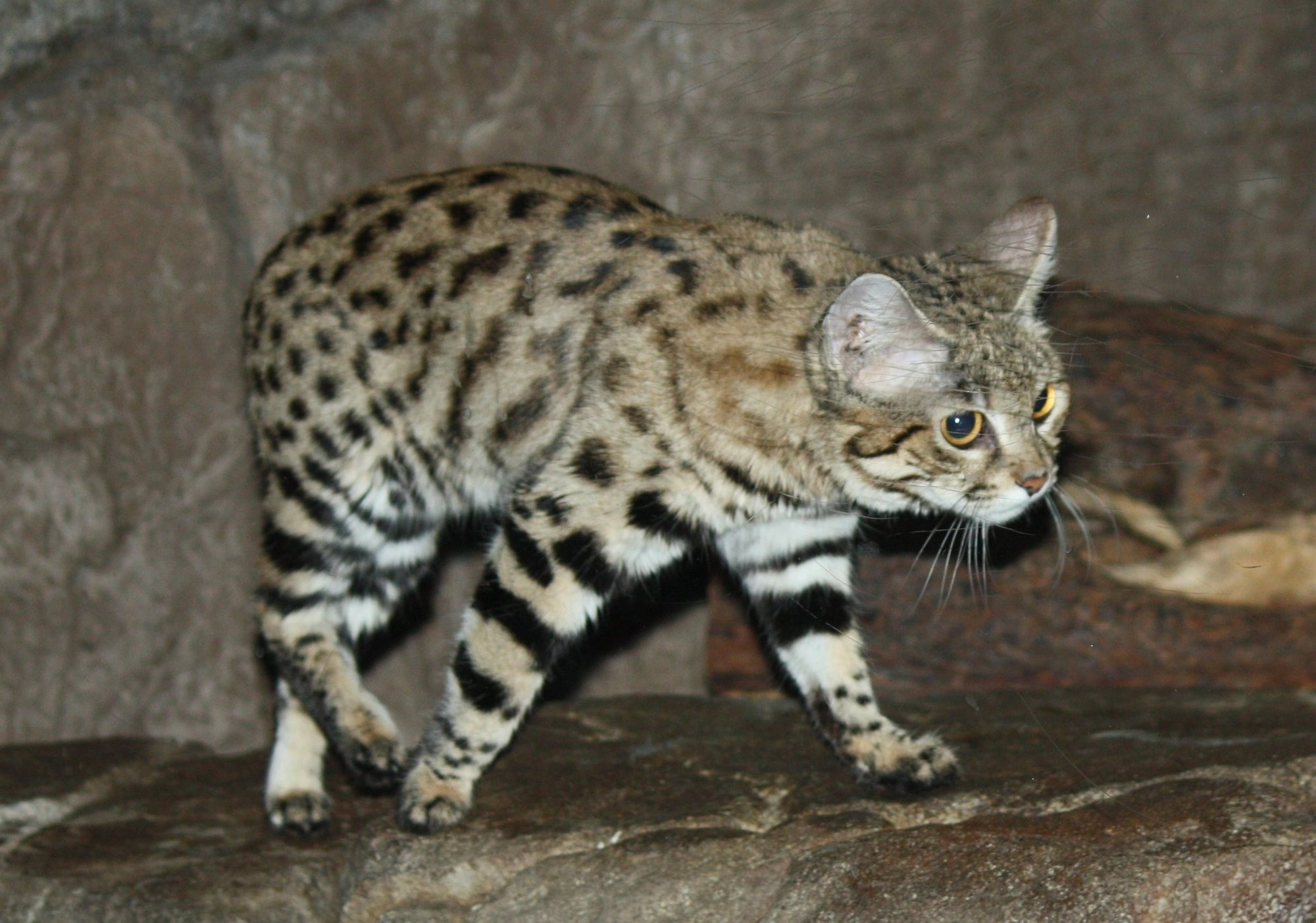 Mèo chân đen Felis nigripes. Ảnh: iNaturalist.