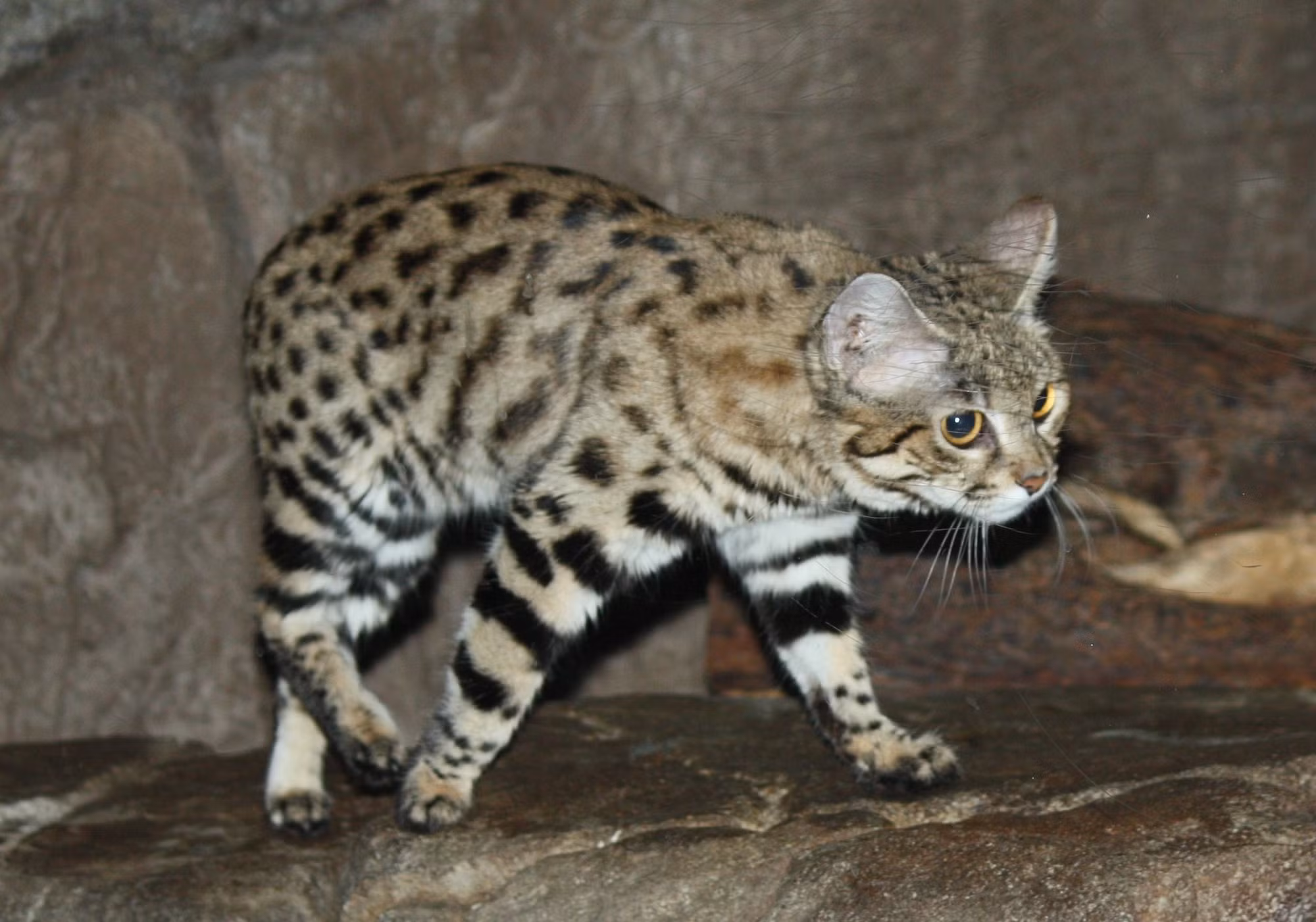 Mèo chân đen Felis nigripes. Ảnh: iNaturalist.