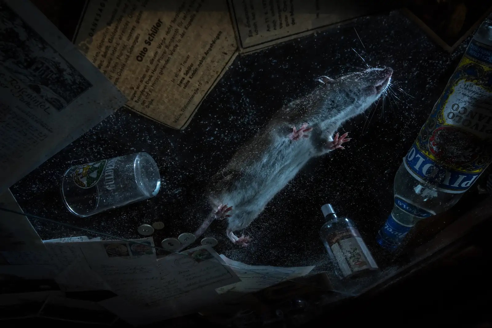 Người chiến thắng ở hạng mục Động vật hoang dã đô thị là bức ảnh chụp một con chuột nâu trong một ngôi nhà bỏ hoang được chụp vào năm 2018. Tác giả Florian Smit, Đức đã dùng cảm biến chuyển động kích hoạt máy để chụp ảnh.