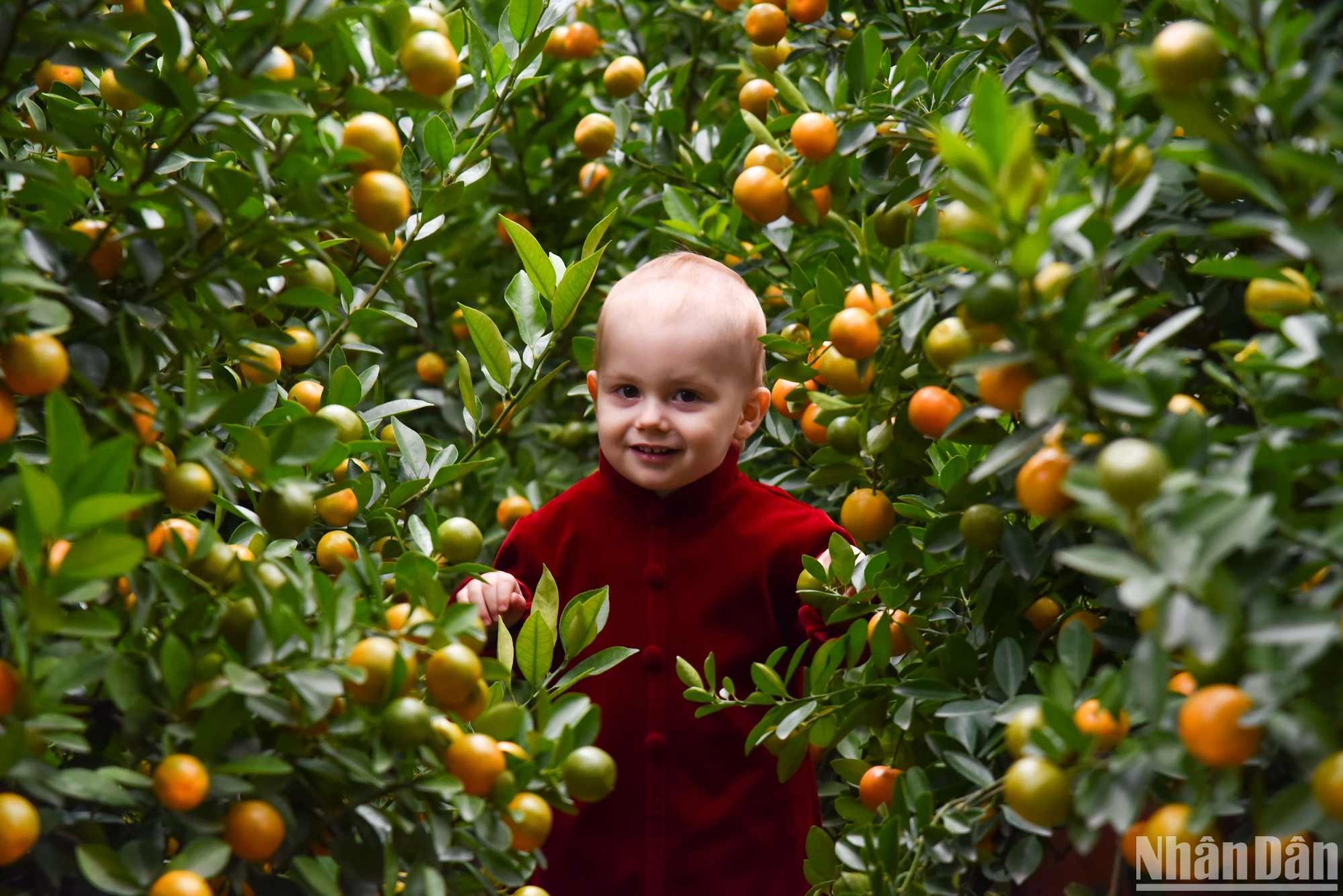 Một cậu bé người nước ngoài với trang phục áo dài truyền thống của Việt Nam thích thú dạo chơi bên cạnh những cây quất.