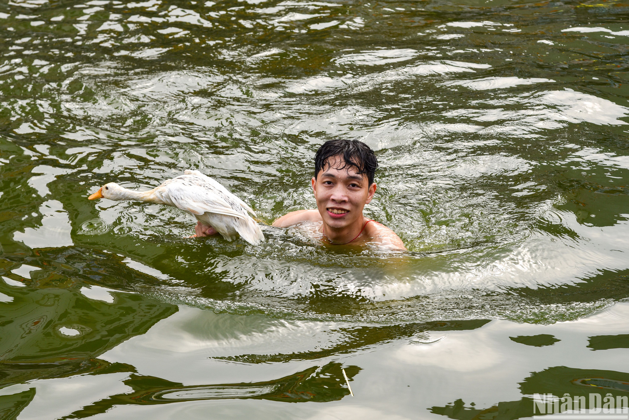 Anh Nguyễn Văn Bộ (Hoài Đức, Hà Nội) vui vẻ khi bắt thành công chú vịt đầu tiên. Anh chia sẻ phải dùng chiến thuật "đánh nhanh rút gọn" vì diện tích ao khá lớn, nếu bơi lâu thì sẽ rất mất sức.