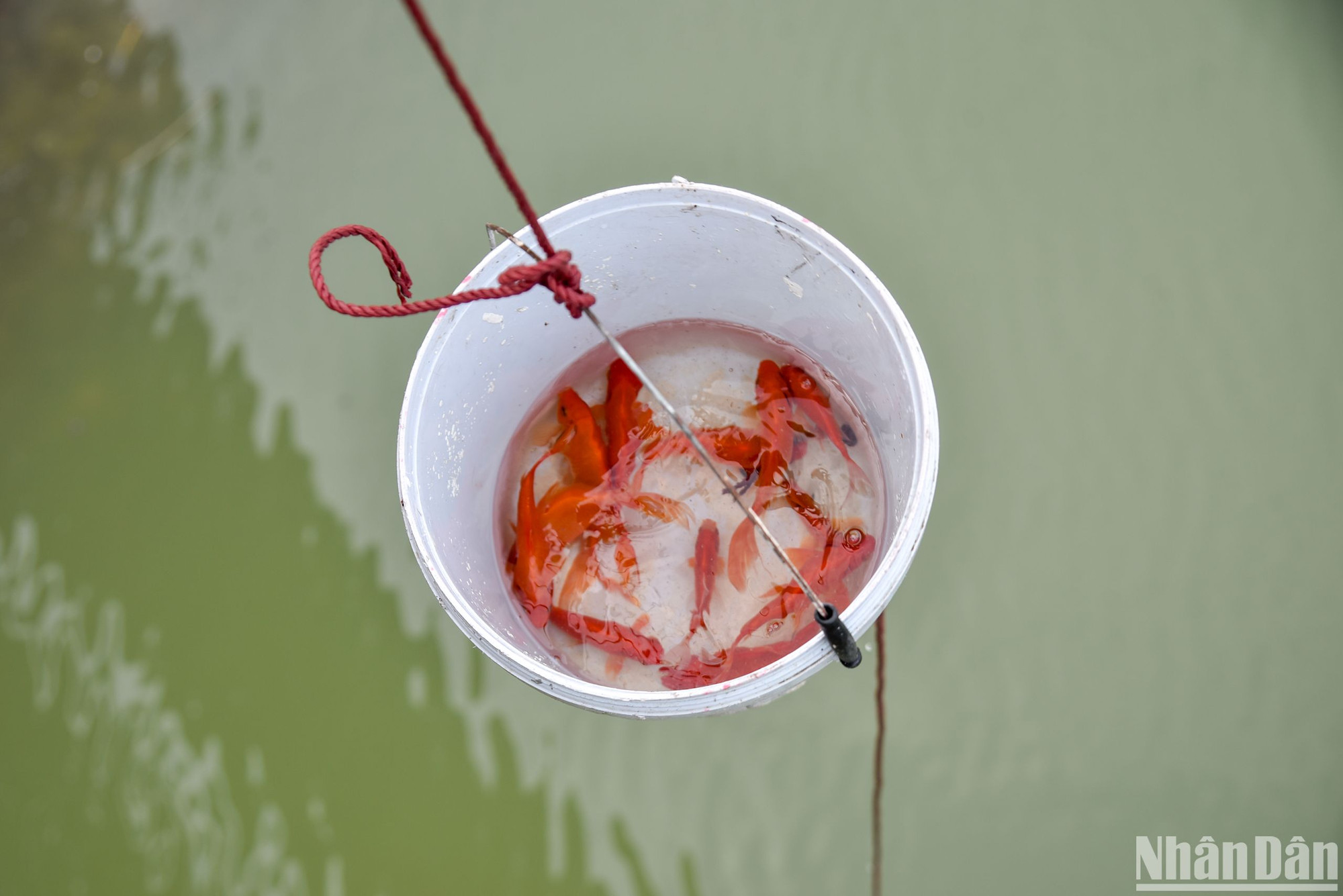 Những chú cá được các bạn tình nguyện viên cho vào xô sau đó dùng ròng rọc thả xuống dưới sông Hồng một cách nhẹ nhàng.