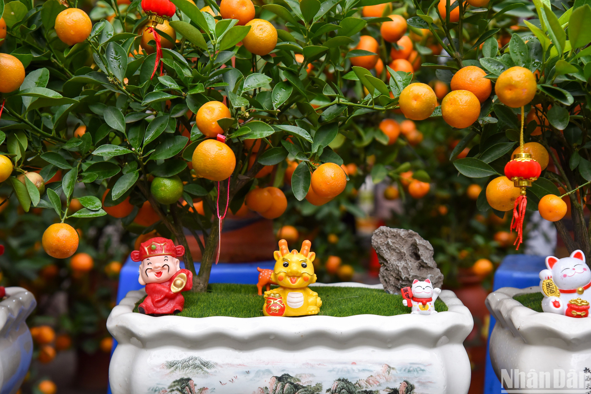 Ngoài ra những chậu quất nhỏ với các mô hình trang trí ông thần tài, linh vật rồng năm Giáp Thìn được nhiều người dân săn đón.
