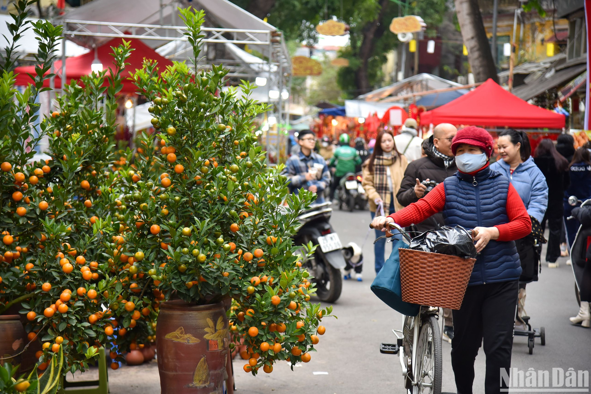 Những cây quất từ cỡ nhỏ đến vừa được bày bán tại đây phục vụ nhu cầu mua sắm Tết của người dân với giá thành giao động từ 300.000 đồng đến 1 triệu đồng 1 cây.