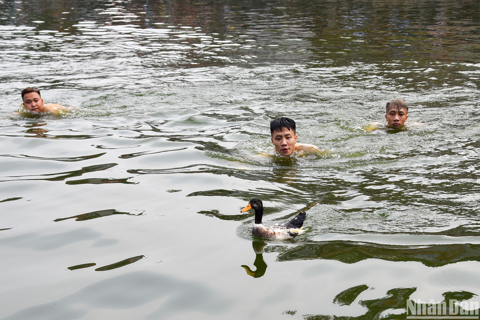 Những thanh niên chia làm 3 mũi vây bắt chú vịt, từ từ tiếp cận chờ thời cơ chín muồi để có thể bắt gọn.