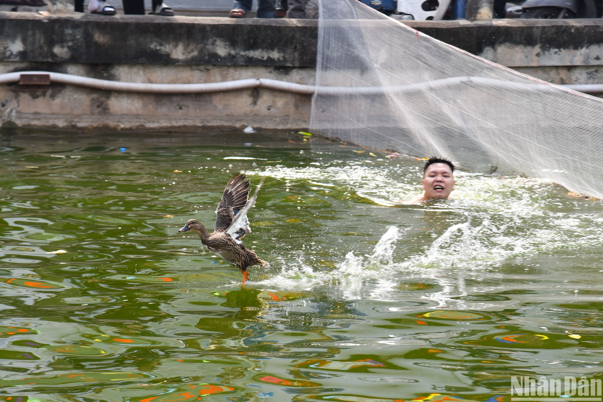 Cuộc thi đòi hỏi sự khéo léo và phối hợp tốt vì diện tích ao khá rộng, mỗi khi người chơi đến gần những chú vịt sẽ tung cánh bay để thoát thân.