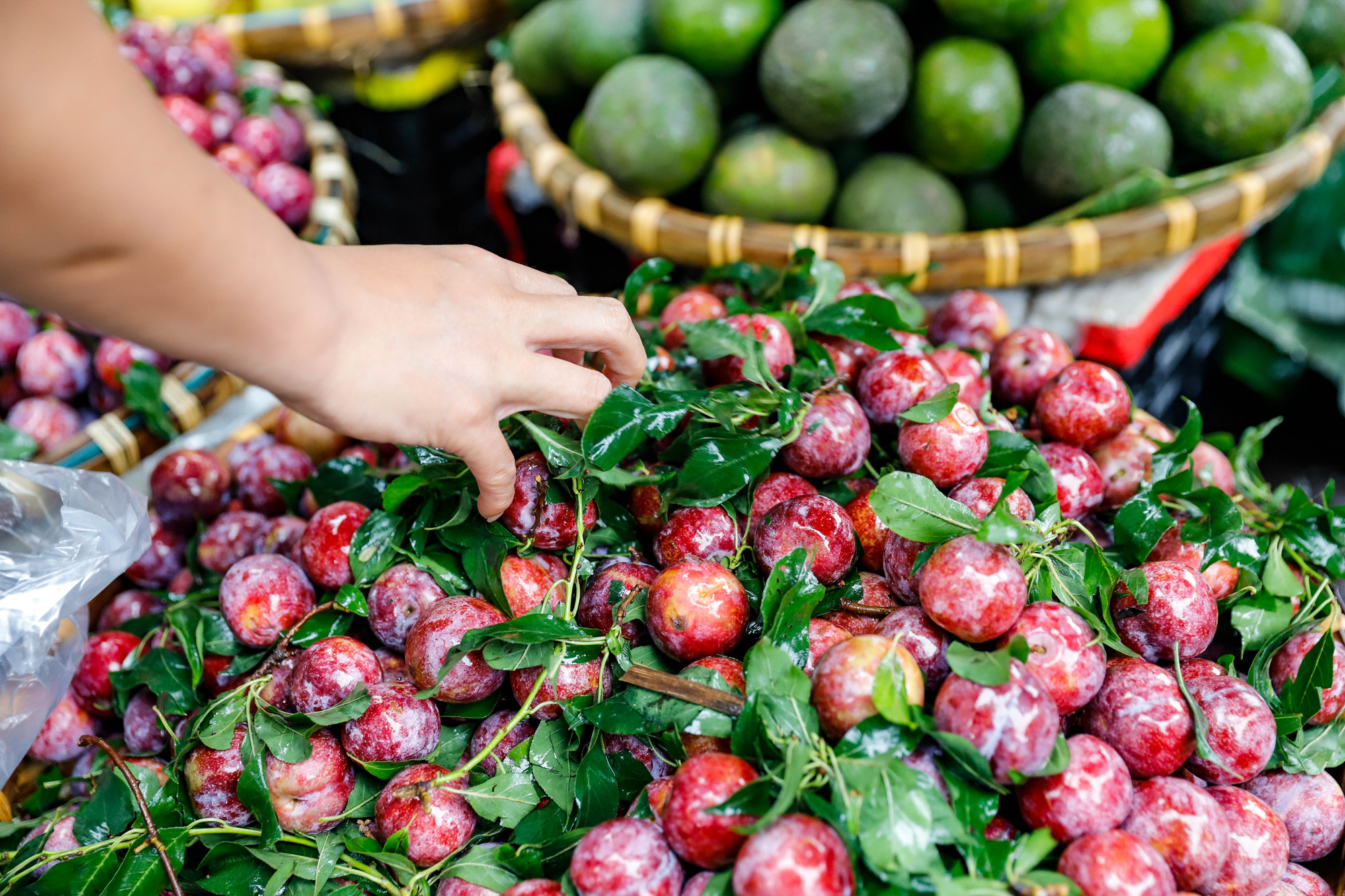 Mận là một loại trái cây dường như không thể thiếu trong mâm cúng Tết Đoan Ngọ của người dân Thủ đô. Giá mận năm nay có phần tăng hơn so với năm ngoái, dao động từ 70.000 - 80.000 đồng/kg. Mận là một loại trái cây dường như không thể thiếu trong mâm cúng Tết Đoan Ngọ của người dân Thủ đô. Giá mận năm nay có phần tăng hơn so với năm ngoái, dao động từ 70.000 - 80.000 đồng/kg.