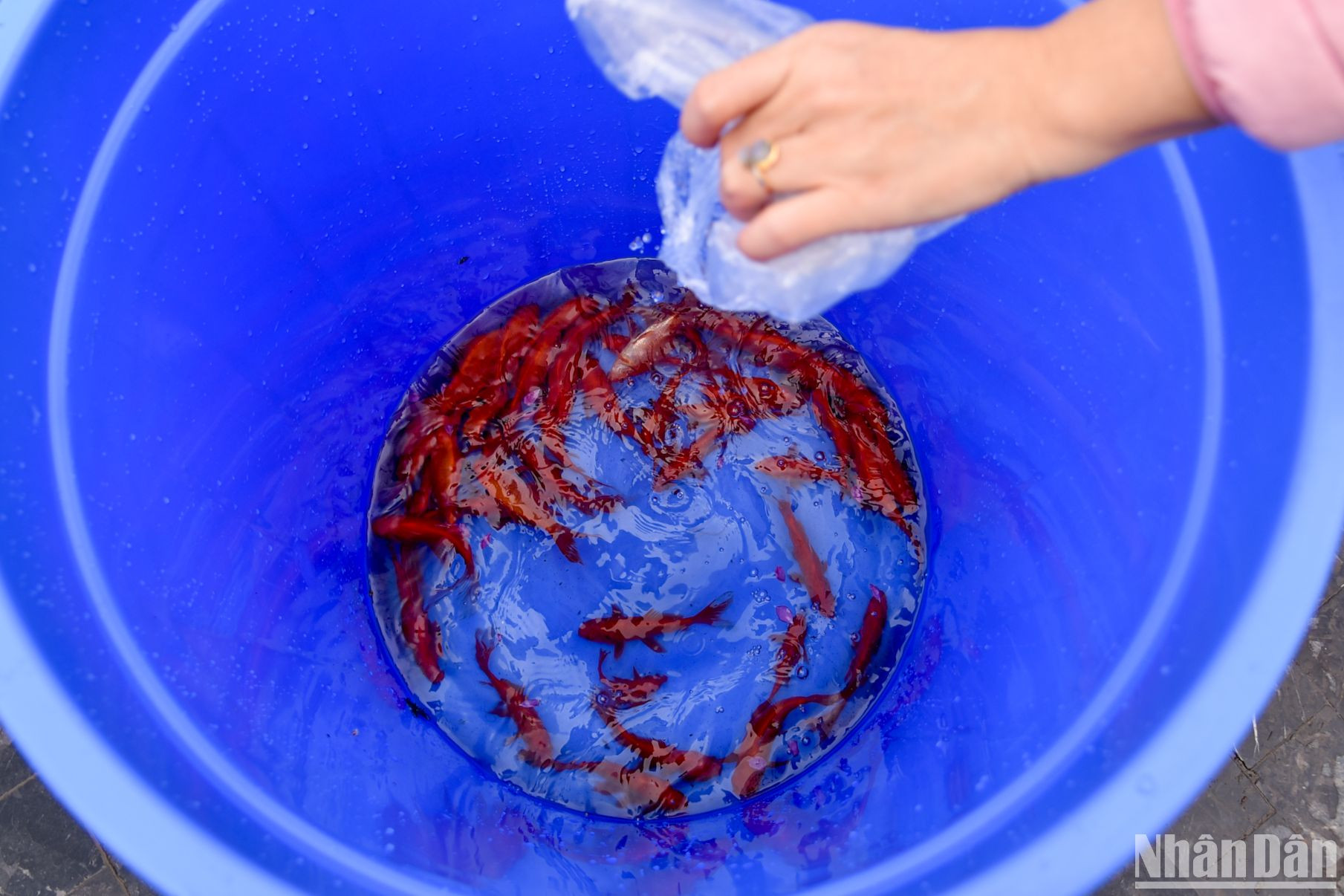 Hình ảnh người dân thả cá vào thùng lớn đã được chuẩn bị sẵn.