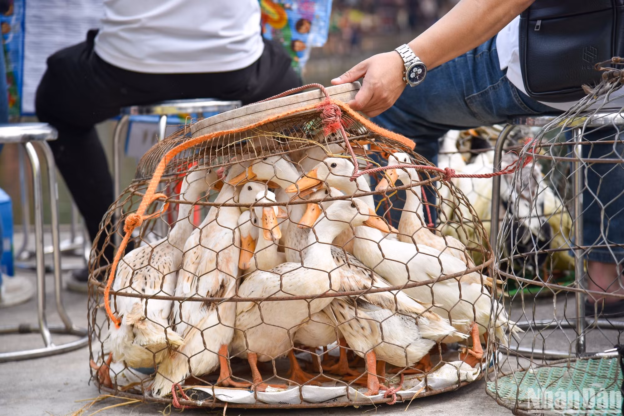 Với mỗi chú vịt được bắt thành công, các đội sẽ được nhận giải thưởng có giá trị từ 200.000 đồng đến 3 triệu đồng. Đối với người dân làng Lại Yên, phần thi bắt vịt có ý nghĩa cầu mong một năm mới thủy lợi tốt lành, mưa thuận gió hòa, mùa màng tươi tốt cũng như thử thách sự bền bỉ và khéo léo của người chơi.