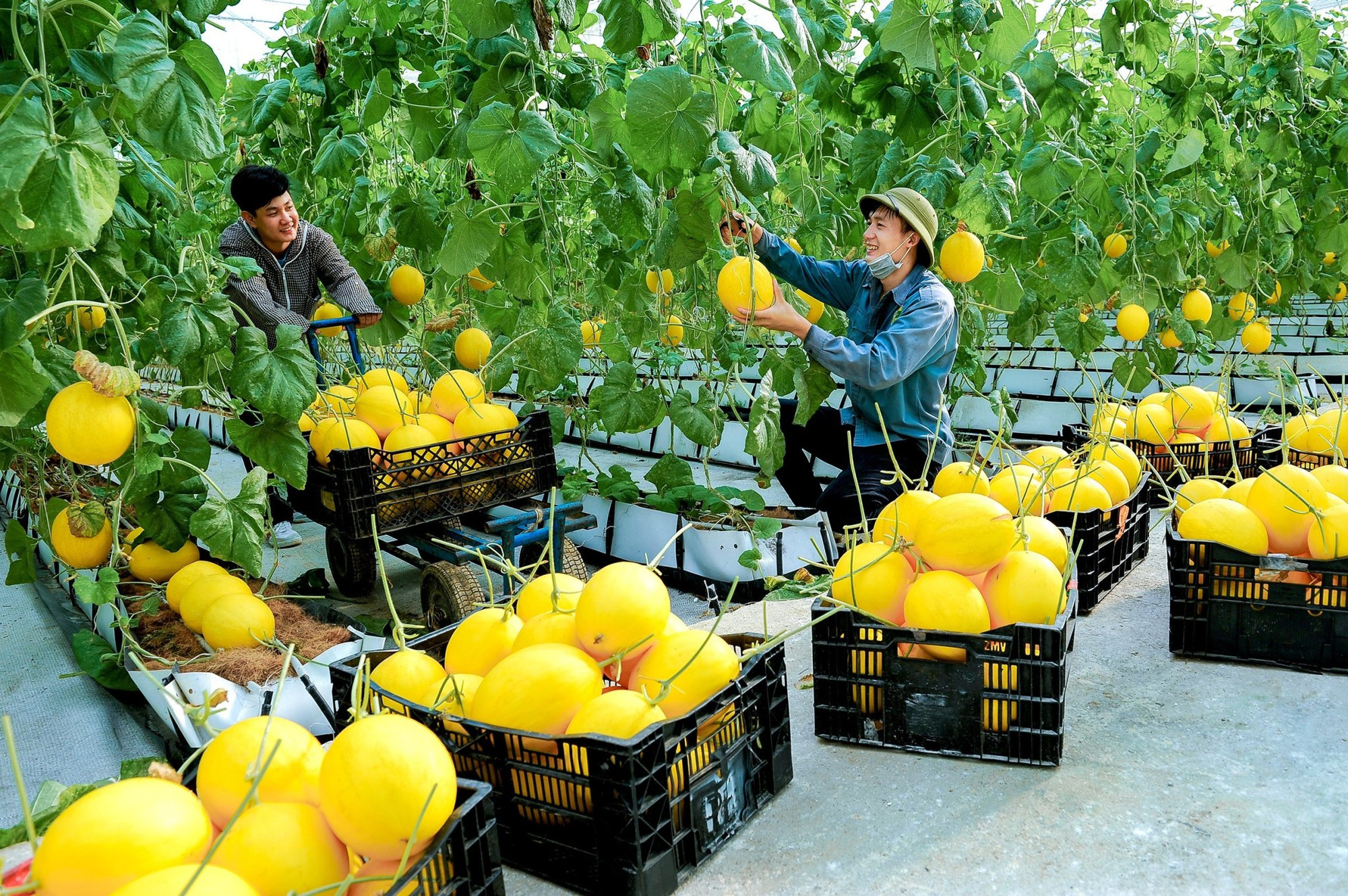 Người lao động thu hoạch dưa vàng ở Trung tâm nông nghiệp công nghệ cao Lam Sơn. (Ảnh: Bá Vinh)