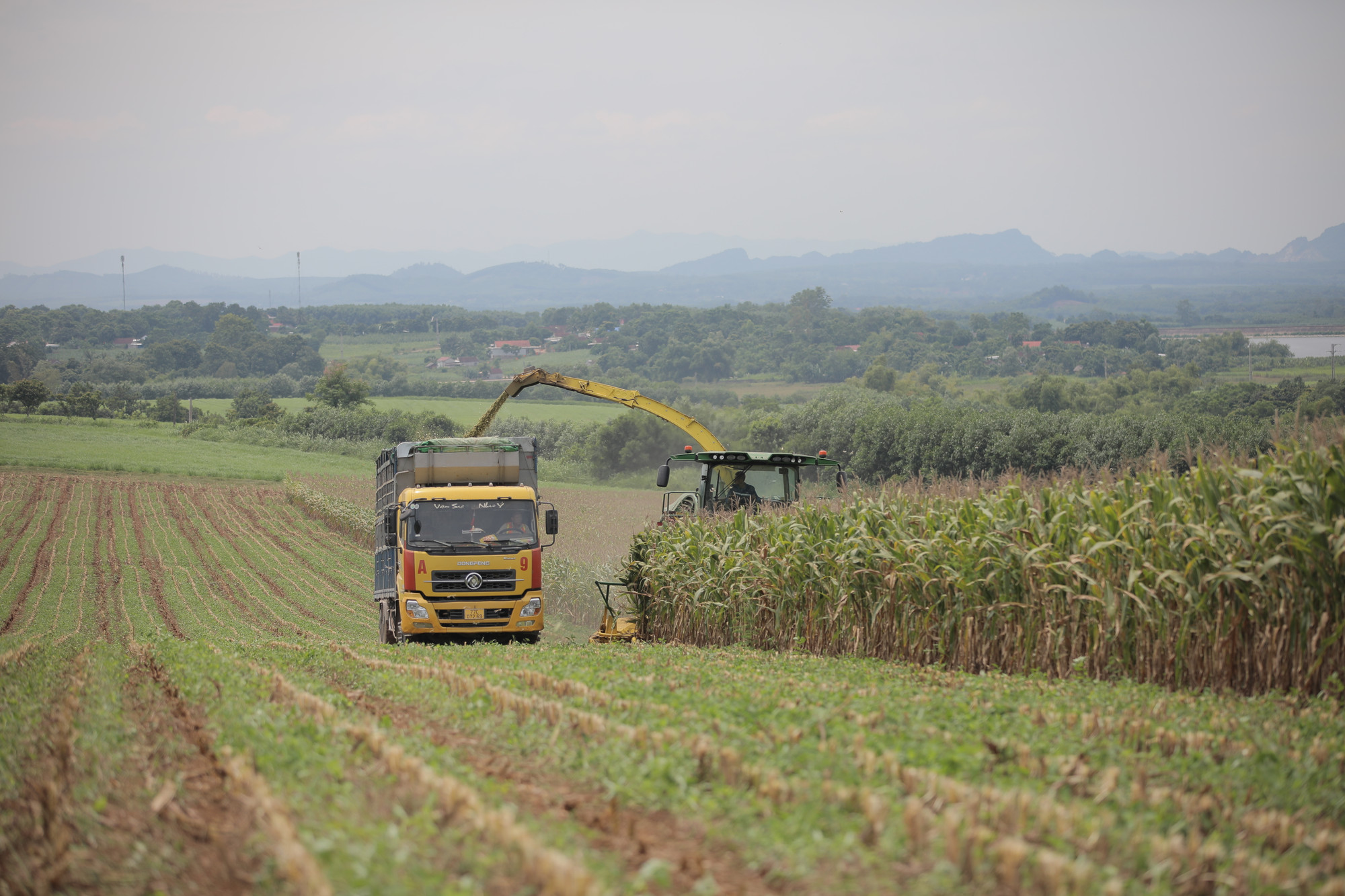 Thu hoạch ngô sinh khối tại vùng Phủ Quỳ (Nghệ An).