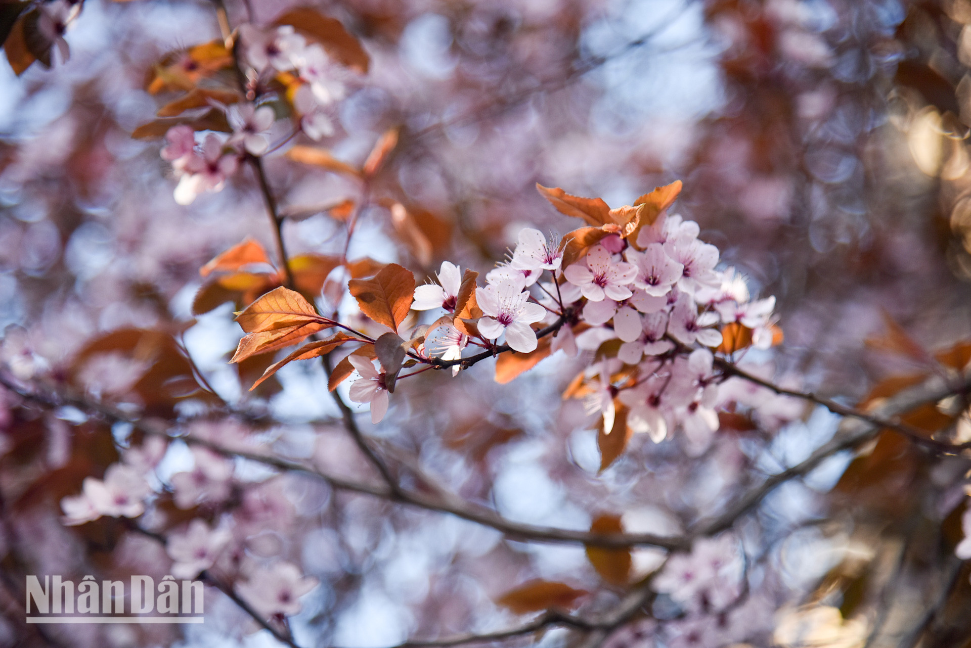 Các công viên ở Pháp trở nên nhộn nhịp hơn bao giờ hết vào mùa xuân. Mọi người đến đây để tản bộ, thư giãn và tận hưởng không khí trong lành.