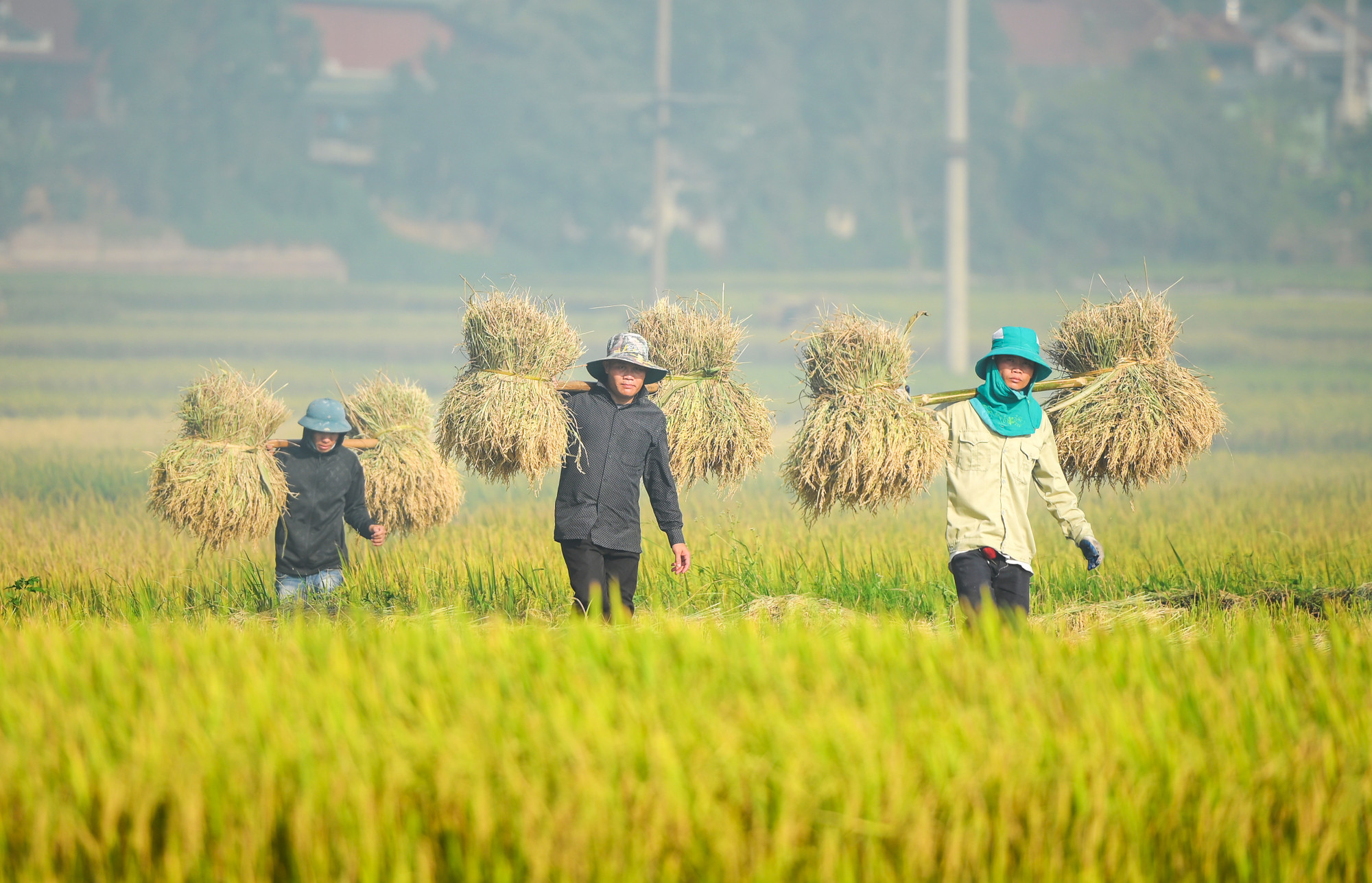 Nông dân Điện Biên thu hoạch lúa mùa.