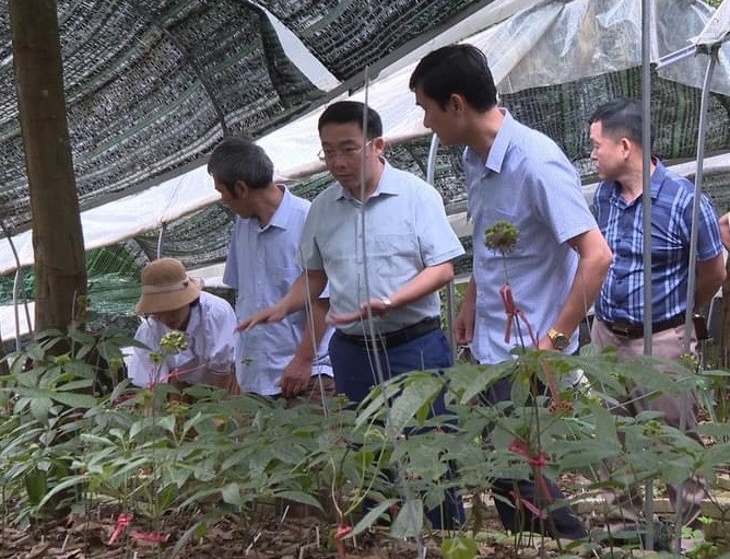 Mô hình trồng sâm dưới tán rừng tại huyện Tuần Giáo (tỉnh Điện Biên) dần khẳng định hiệu quả, thu hút nhiều tỉnh bạn tham quan, học tập.
