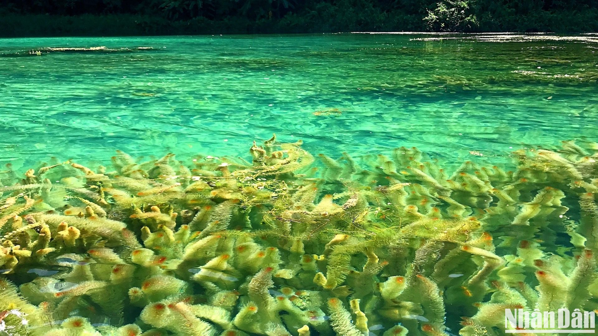 Lãng du trên dòng nước xanh như ngọc, nhìn rõ rong tảo dưới hồ sum suê và đôi khi cả những đàn cá nhỏ.