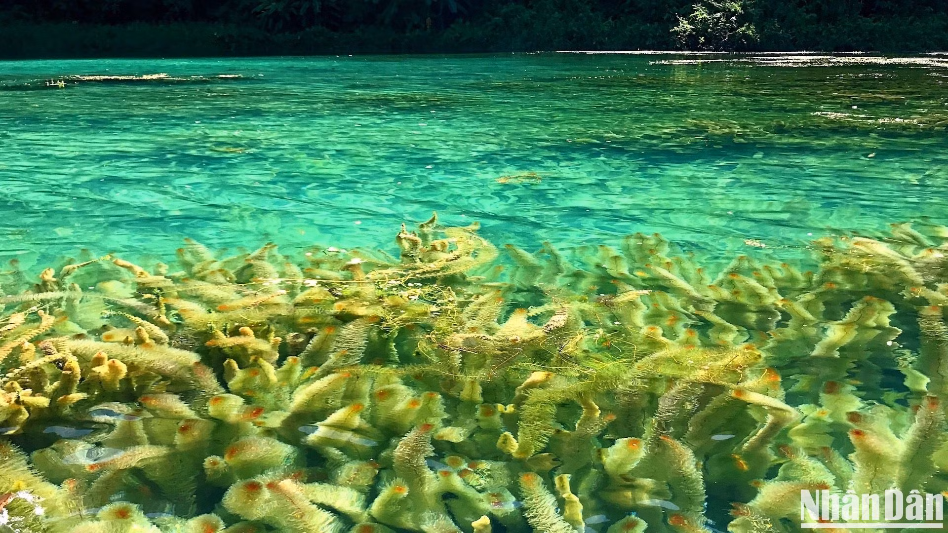 Lãng du trên dòng nước xanh như ngọc, nhìn rõ rong tảo dưới hồ sum suê và đôi khi cả những đàn cá nhỏ.