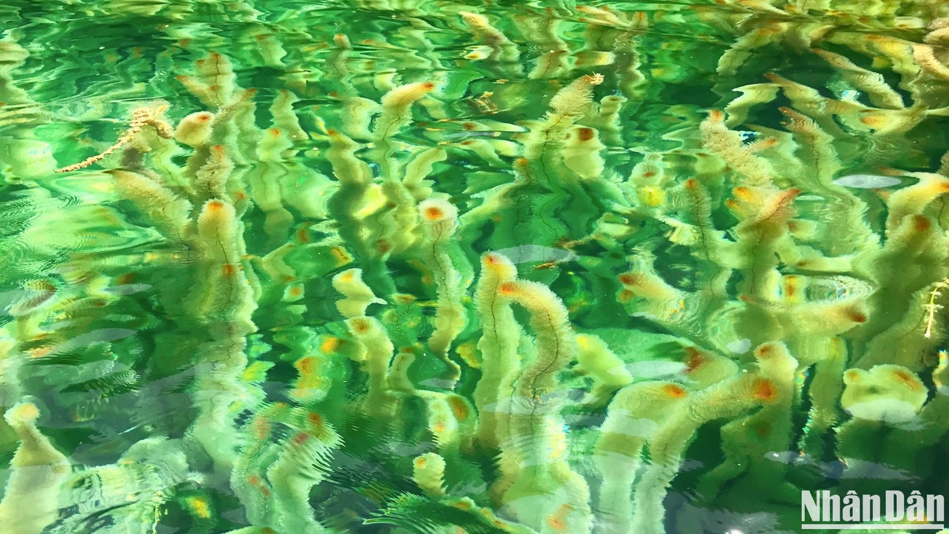 Những cành rong đuôi chồn dài cả mét, mọc dày đặc, khẽ lay động khi mái chèo khua tạo nên hình ảnh ấn tượng.