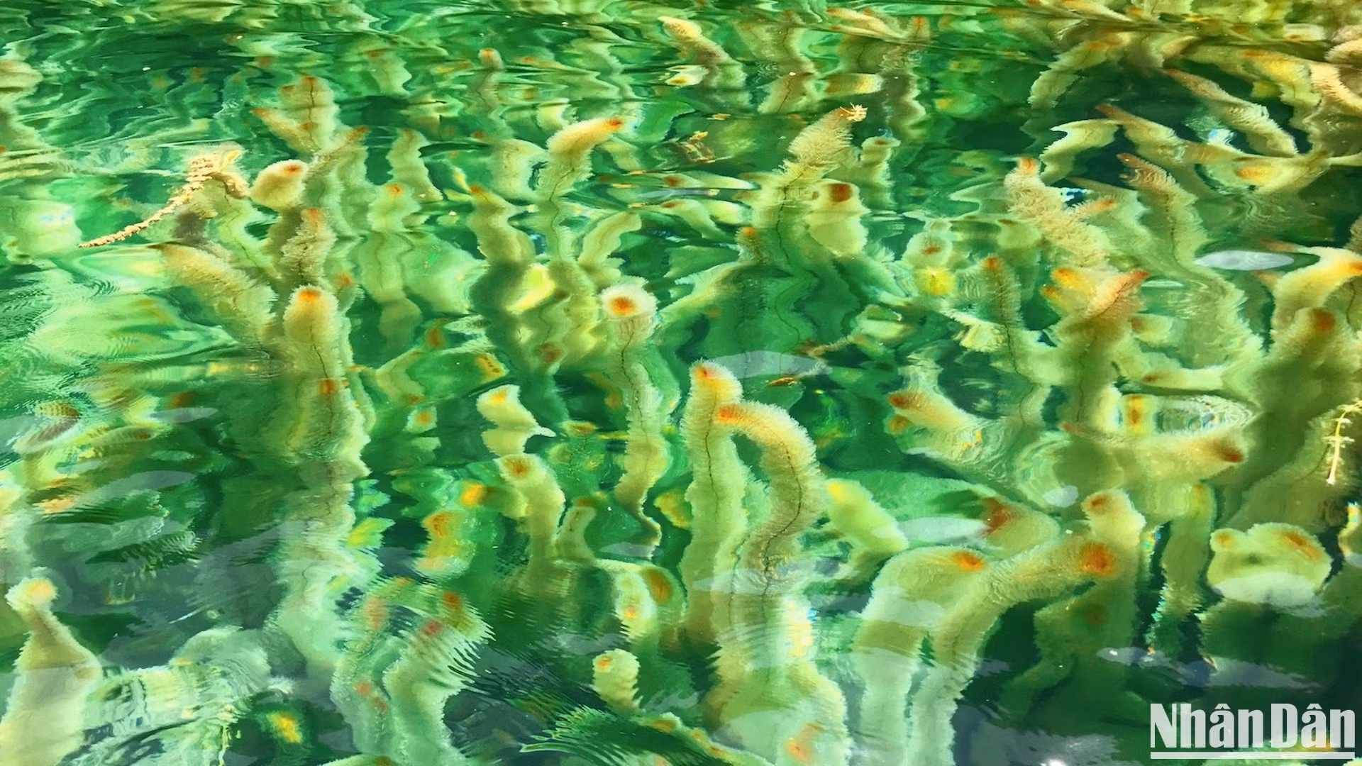 Những cành rong đuôi chồn dài cả mét, mọc dày đặc, khẽ lay động khi mái chèo khua tạo nên hình ảnh ấn tượng.