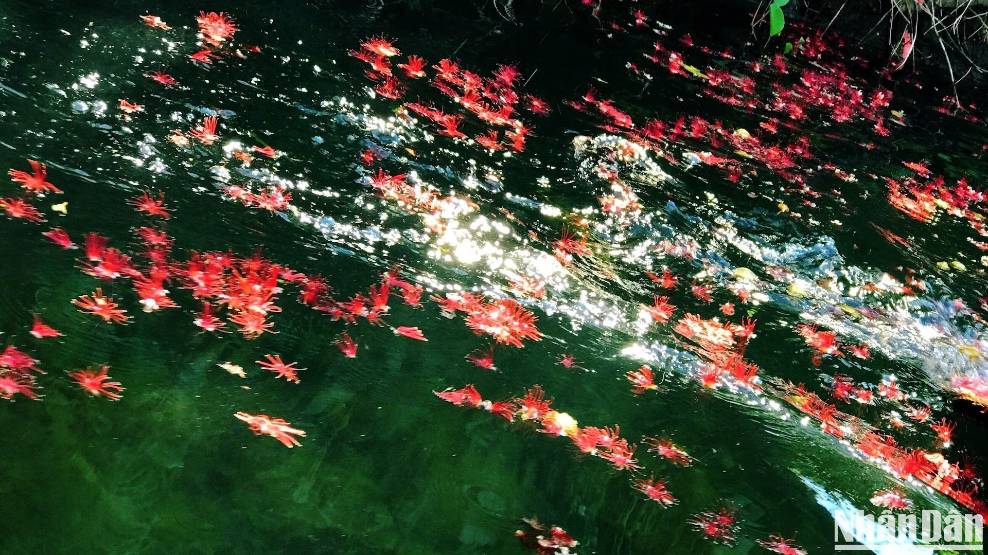 Hoa lộc vừng - một dấu hiệu nữa của mùa thu, rụng đầy mặt sông và lấp lánh trong nắng.