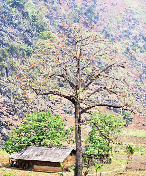 Mọc thẳng tắp giữa thung xanh.