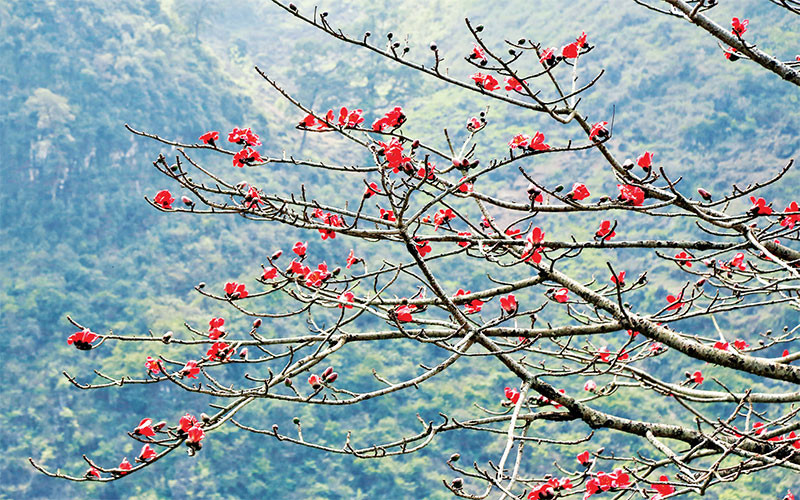Không gian hoang sơ của núi rừng càng trở nên kỳ vĩ hơn khi xuất hiện những chùm hoa gạo rực rỡ.