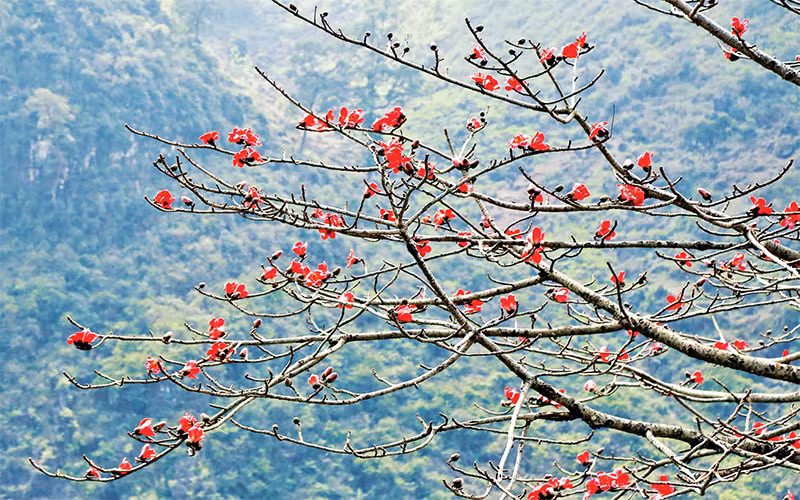 Không gian hoang sơ của núi rừng càng trở nên kỳ vĩ hơn khi xuất hiện những chùm hoa gạo rực rỡ.