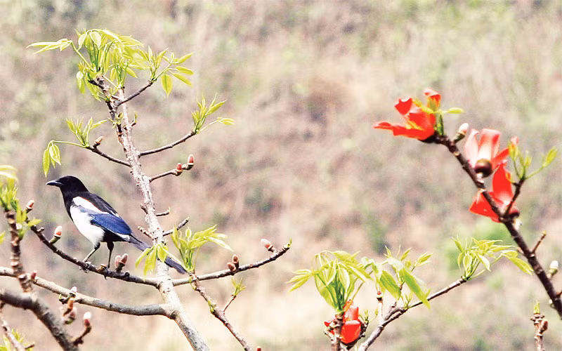Hoang sơ và quyến rũ.