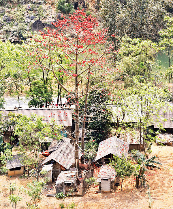 Giữa khung cảnh làng quê thanh bình.