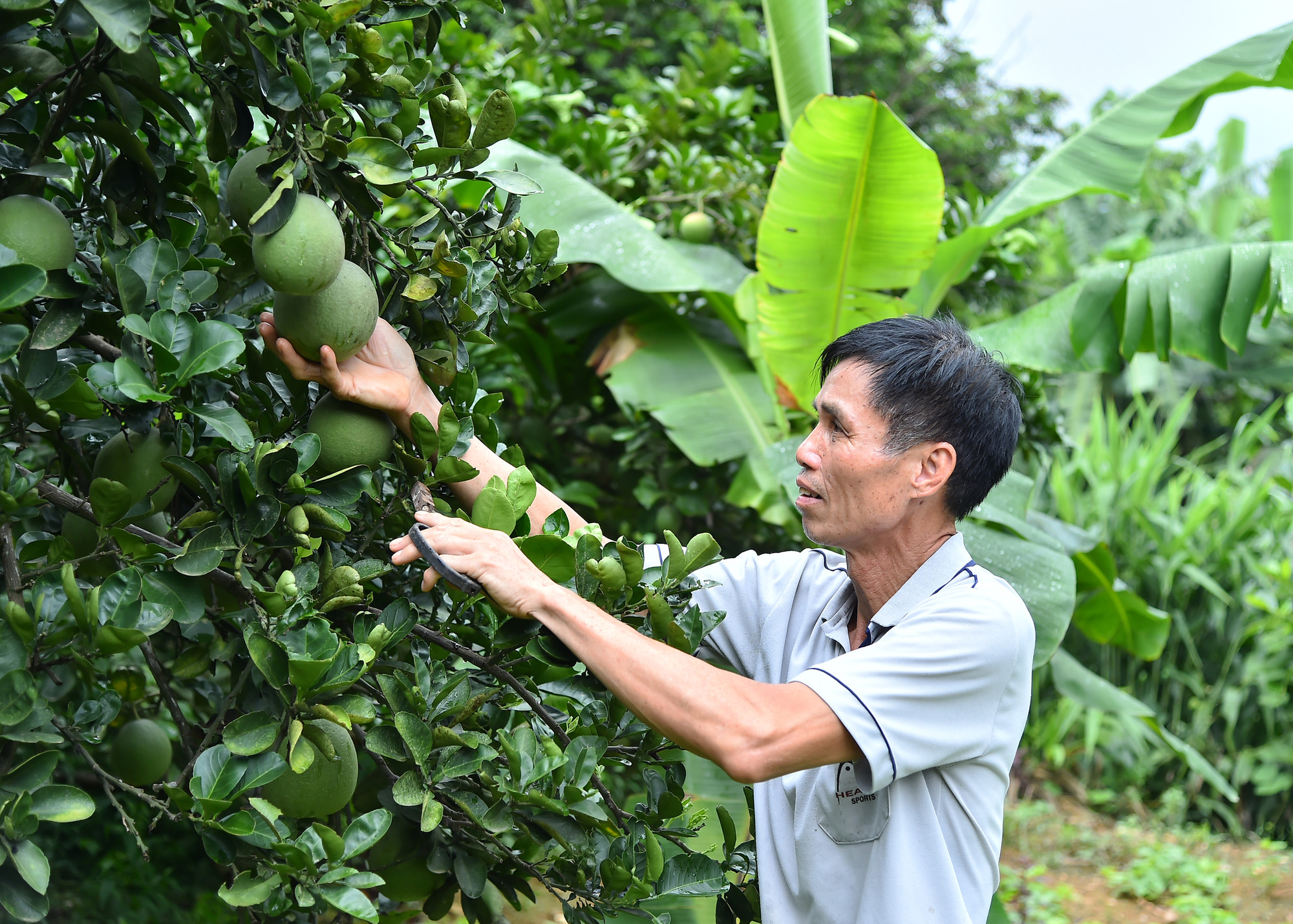 Người dân xã Minh Quang (huyện Ba Vì) cải tạo vườn tạp, trồng cây ăn quả kết hợp chăn nuôi, phát triển kinh tế gia đình.