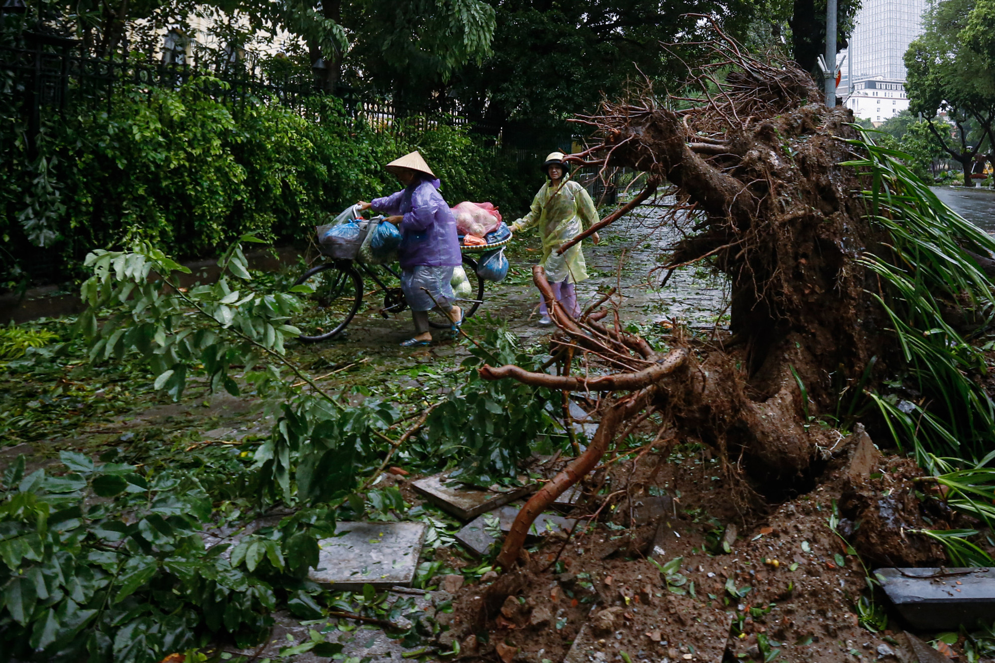 Cây cổ thụ bật gốc, đổ chắn ngang đường, người dân phải vòng lên vỉa hè để di chuyển. (Ảnh: DUY LINH)
