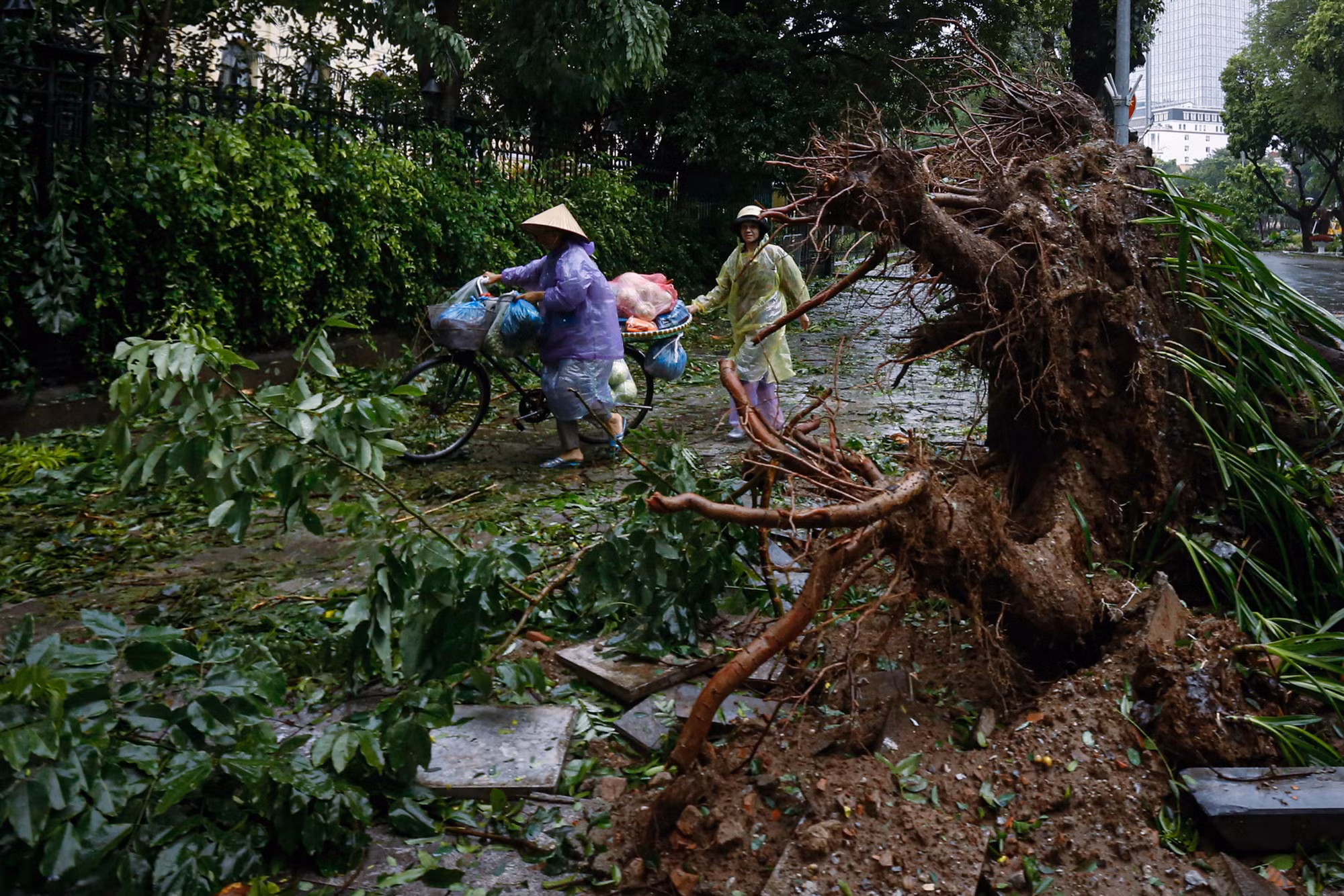 Cây cổ thụ bật gốc, đổ chắn ngang đường, người dân phải vòng lên vỉa hè để di chuyển. (Ảnh: DUY LINH) Cây cổ thụ bật gốc, đổ chắn ngang đường, người dân phải vòng lên vỉa hè để di chuyển. (Ảnh: DUY LINH)