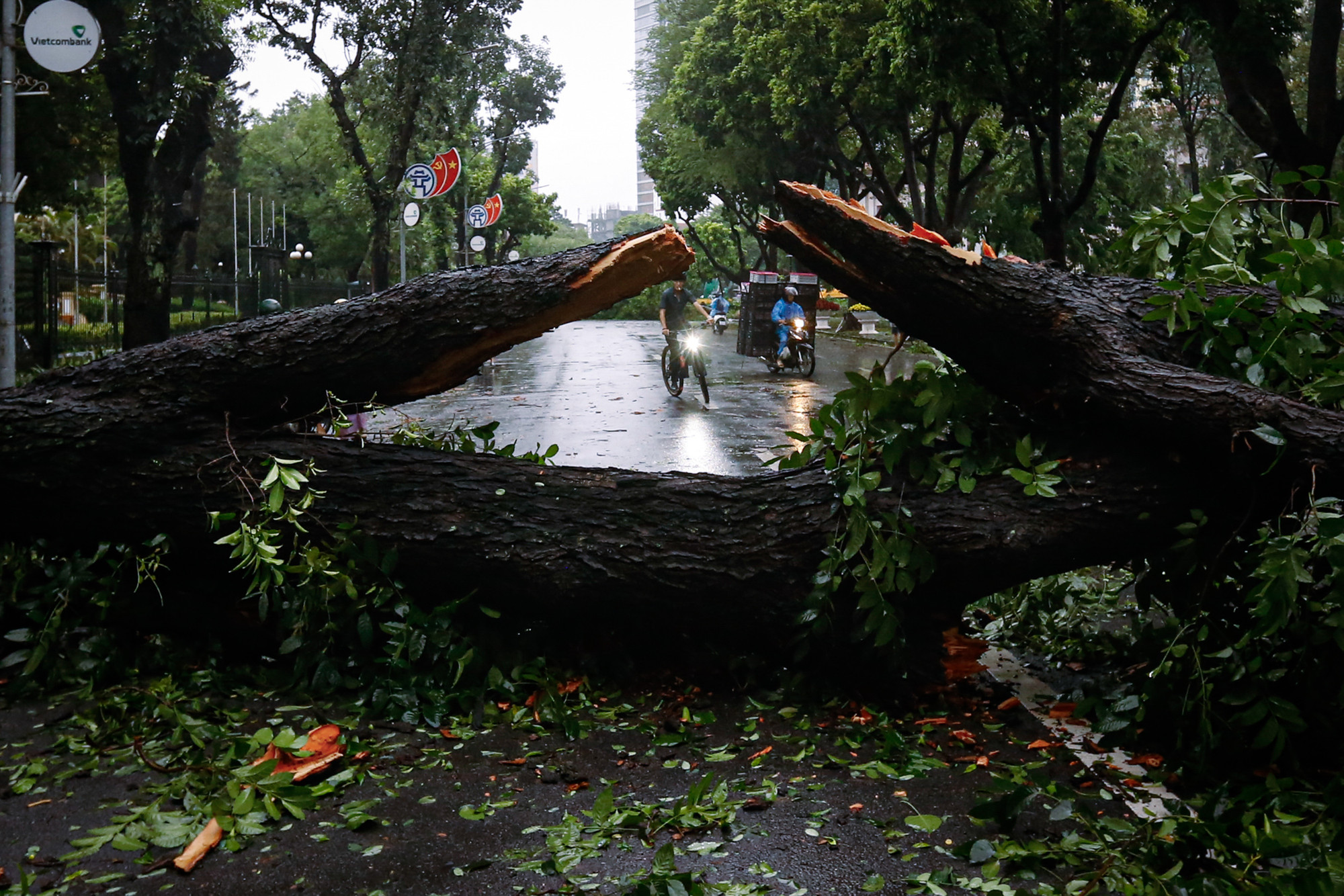 Cây cổ thụ đổ chắn ngang đường tại phố Ngô Quyền. (Ảnh: DUY LINH)