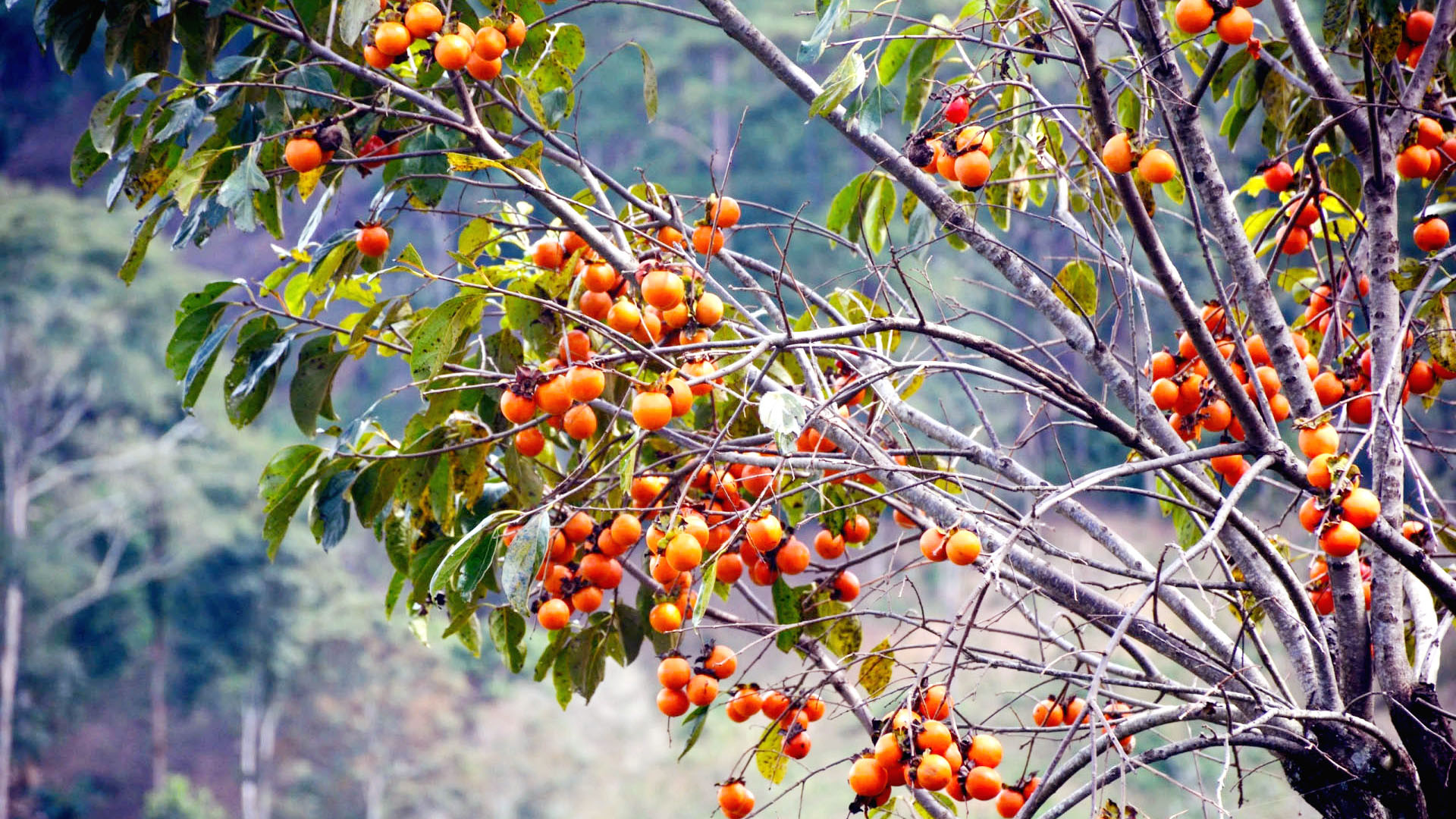 Cây hồng ăn trái "bén rễ" tại vùng đất cao nguyên Langbiang khoảng đầu thế kỷ 20. Nhờ phù hợp khí hậu, thổ nhưỡng nên loài cây ôn đới Á Đông hay cận nhiệt đới này phát triển mạnh tại Ðà Lạt và vùng phụ cận, trở thành trái cây đặc sản được yêu thích. Cây hồng ăn trái "bén rễ" tại vùng đất cao nguyên Langbiang khoảng đầu thế kỷ 20. Nhờ phù hợp khí hậu, thổ nhưỡng nên loài cây ôn đới Á Đông hay cận nhiệt đới này phát triển mạnh tại Ðà Lạt và vùng phụ cận, trở thành trái cây đặc sản được yêu thích.