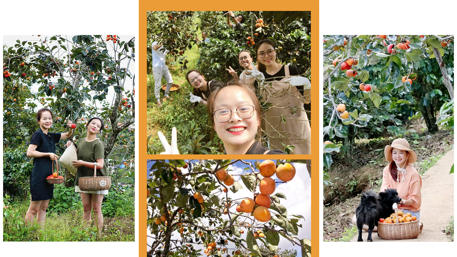 Khí hậu, vẻ đẹp thiên nhiên, cùng muôn loài hoa khoe sắc quanh năm... Đà Lạt tự nhiên hấp dẫn du khách. Những năm gần đây, mùa hồng phố núi đã mời gọi, quyến rũ những bước chân lữ khách. Khám phá, trải nghiệm và "check-in" vườn hồng đã trở thành "xu hướng" trong giới trẻ khi đến Đà Lạt mùa thu-đông. Khí hậu, vẻ đẹp thiên nhiên, cùng muôn loài hoa khoe sắc quanh năm... Đà Lạt tự nhiên hấp dẫn du khách. Những năm gần đây, mùa hồng phố núi đã mời gọi, quyến rũ những bước chân lữ khách. Khám phá, trải nghiệm và "check-in" vườn hồng đã trở thành "xu hướng" trong giới trẻ khi đến Đà Lạt mùa thu-đông.