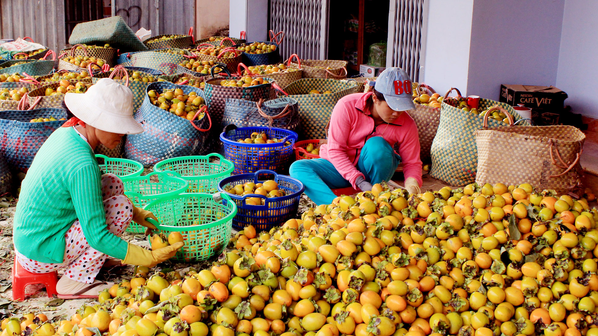 Những trái hồng Đà Lạt có hình dáng vuông, hoặc "hình trứng", vỏ mỏng và có vị ngọt thanh đặc trưng. Có lẽ, vì thế mà trái hồng Đà Lạt luôn được du khách ưa chuộng. Vào mùa thu hoạch, những trái hồng được chọn lựa, phân loại để bán quả tươi hoặc làm hồng sấy, hồng treo gió. Những trái hồng Đà Lạt có hình dáng vuông, hoặc "hình trứng", vỏ mỏng và có vị ngọt thanh đặc trưng. Có lẽ, vì thế mà trái hồng Đà Lạt luôn được du khách ưa chuộng. Vào mùa thu hoạch, những trái hồng được chọn lựa, phân loại để bán quả tươi hoặc làm hồng sấy, hồng treo gió.