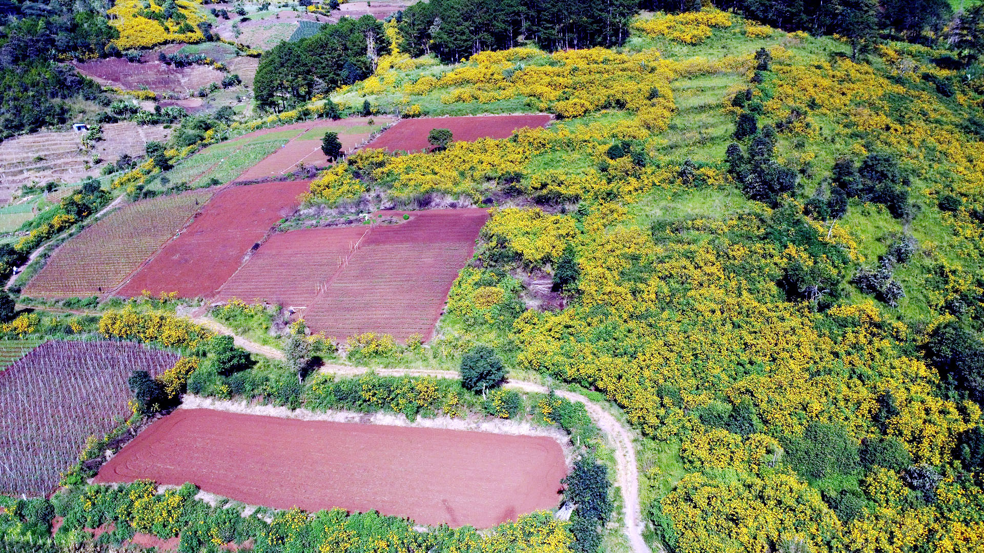 Sau một năm “ngủ vùi” chẳng ai để ý, khi mùa trở lạnh, nhè nhẹ nắng, dã quỳ thức giấc trổ vàng óng ả trên khắp nẻo đường, triền đồi Tây Nguyên. Mùa này, triền thung dưới chân núi Voi, huyện Đức Trọng, tỉnh Lâm Đồng như những mảnh ghép sắc màu. Sau một năm “ngủ vùi” chẳng ai để ý, khi mùa trở lạnh, nhè nhẹ nắng, dã quỳ thức giấc trổ vàng óng ả trên khắp nẻo đường, triền đồi Tây Nguyên. Mùa này, triền thung dưới chân núi Voi, huyện Đức Trọng, tỉnh Lâm Đồng như những mảnh ghép sắc màu.