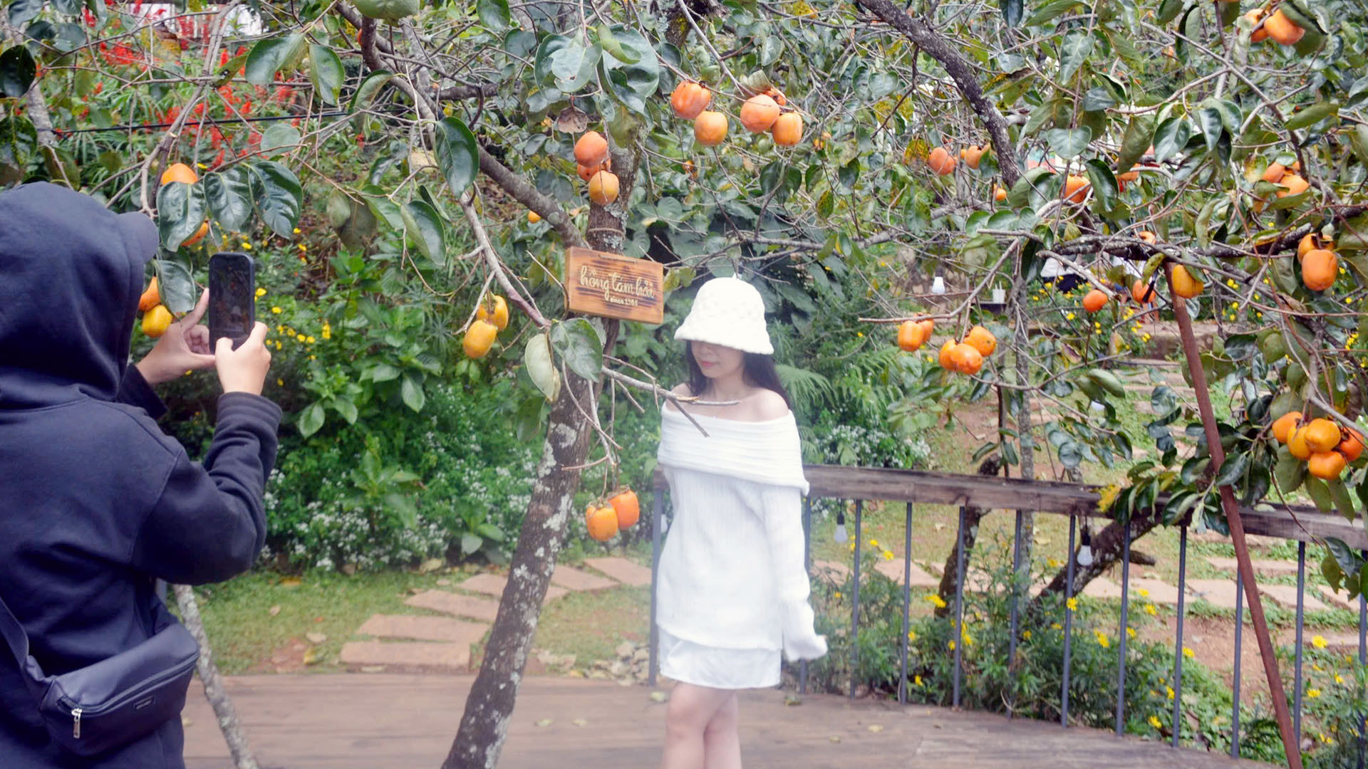 Hàng chục năm trước, có dịp rời xa nhịp điệu phố, về những vùng ven đô Đà Lạt và vùng phụ cận mùa thu, du khách sẽ được chiêm ngưỡng "những đốm lửa hồng" ở những nhà vườn. Giờ đây, cây hồng ăn quả được phát triển có chọn lọc, phù hợp điều kiện canh tác và đang trở thành trào lưu "du lịch vườn" của giới trẻ khi đến phố núi. Hàng chục năm trước, có dịp rời xa nhịp điệu phố, về những vùng ven đô Đà Lạt và vùng phụ cận mùa thu, du khách sẽ được chiêm ngưỡng "những đốm lửa hồng" ở những nhà vườn. Giờ đây, cây hồng ăn quả được phát triển có chọn lọc, phù hợp điều kiện canh tác và đang trở thành trào lưu "du lịch vườn" của giới trẻ khi đến phố núi.