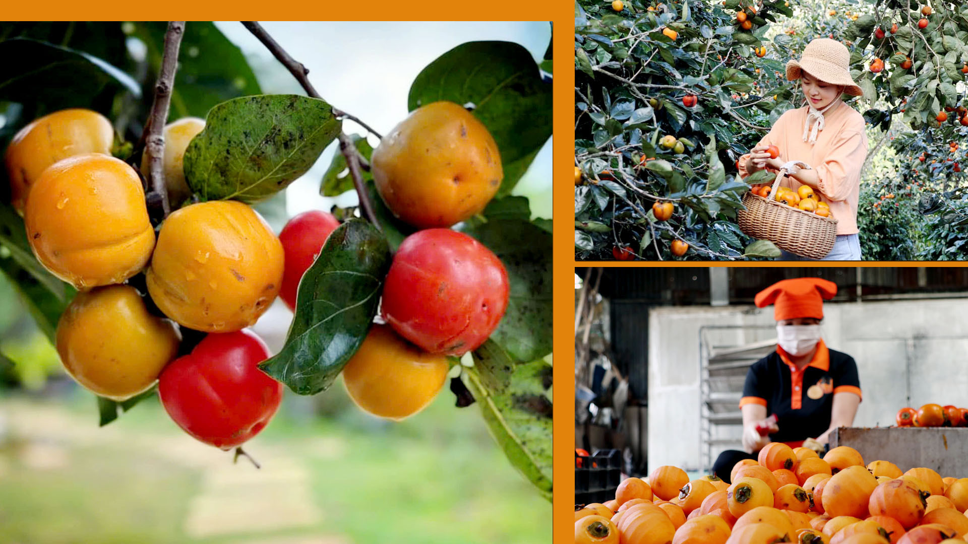 Đến Đà Lạt mùa hồng, điều làm nhiều người thích thú là được tận tay hái những quả hồng trên cây và thưởng thức trái chín tươi mọng trực tiếp tại vườn. Đến Đà Lạt mùa hồng, điều làm nhiều người thích thú là được tận tay hái những quả hồng trên cây và thưởng thức trái chín tươi mọng trực tiếp tại vườn.