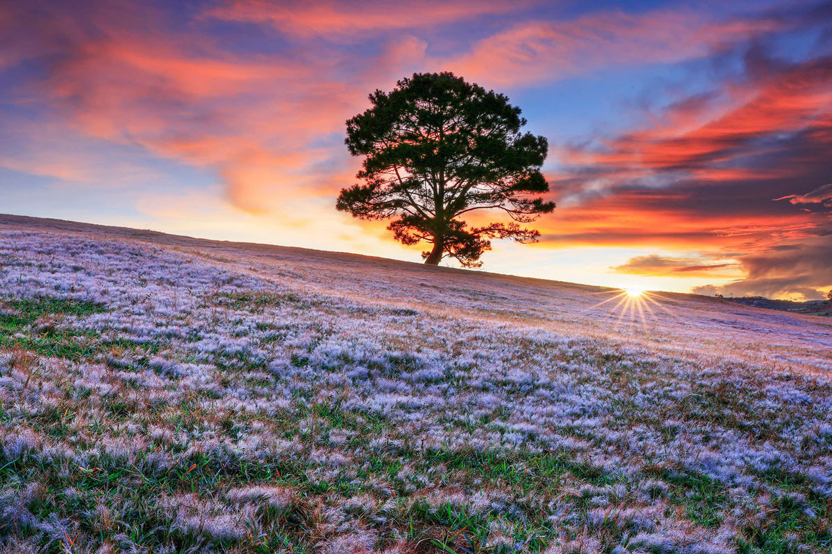 Cao nguyên hồng trong nắng mai. (Ảnh: Võ Trang)