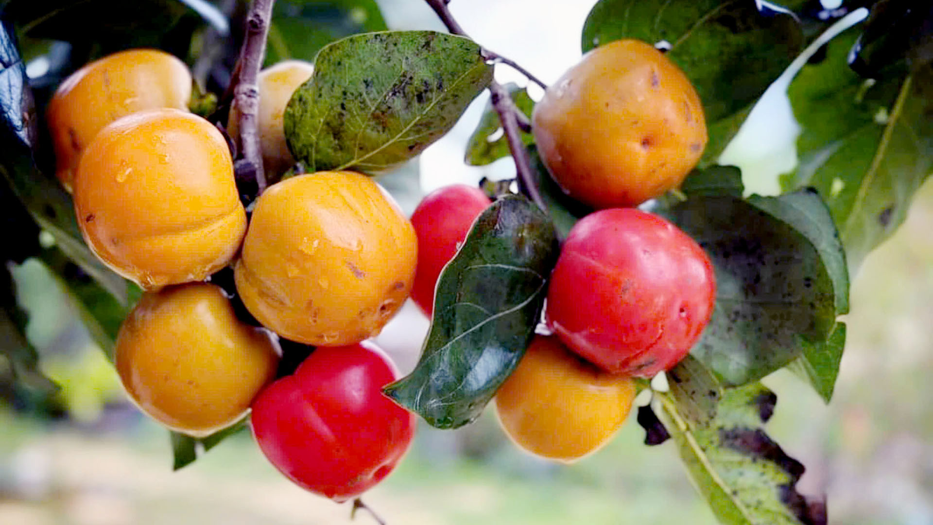 Mùa thu về, những vườn hồng tại Đà Lạt và vùng phụ cận khoe màu rực rỡ. Phố núi lập đông, trái hồng chuyển màu, sắc đỏ cam tô điểm trong nắng lạnh như nét chấm phá khác biệt giữa thiên nhiên trên vùng đất cao nguyên. Mùa thu về, những vườn hồng tại Đà Lạt và vùng phụ cận khoe màu rực rỡ. Phố núi lập đông, trái hồng chuyển màu, sắc đỏ cam tô điểm trong nắng lạnh như nét chấm phá khác biệt giữa thiên nhiên trên vùng đất cao nguyên.