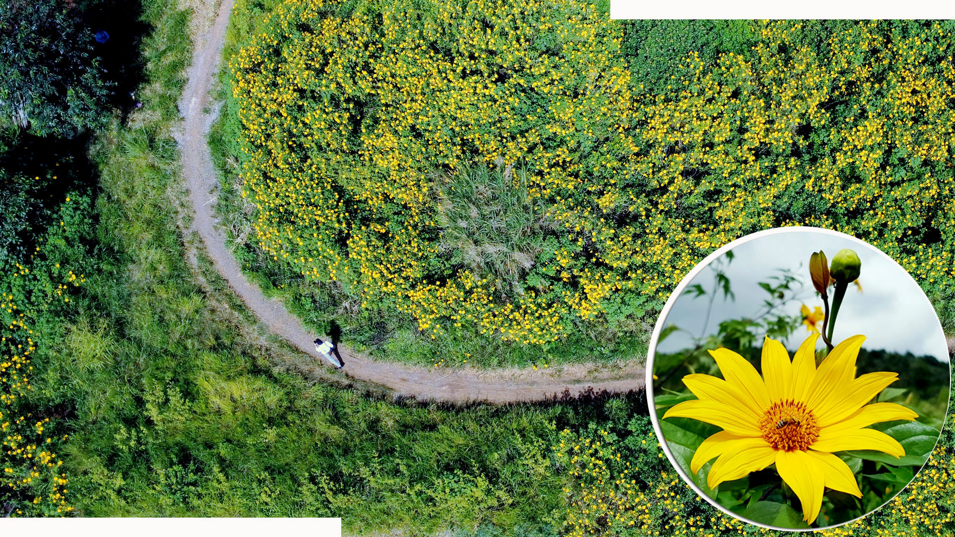 Điều đặc biệt, lễ khai mạc Festival Hoa Đà Lạt lần thứ 10 năm 2024 diễn ra tối 5/12, “hoa dã quỳ” được chọn làm hình tượng nghệ thuật và âm nhạc để thể hiện tư tưởng chủ đạo về ý chí vượt qua khó khăn, khát vọng vươn lên của vùng đất phía nam Tây Nguyên - Lâm Đồng. Điều đặc biệt, lễ khai mạc Festival Hoa Đà Lạt lần thứ 10 năm 2024 diễn ra tối 5/12, “hoa dã quỳ” được chọn làm hình tượng nghệ thuật và âm nhạc để thể hiện tư tưởng chủ đạo về ý chí vượt qua khó khăn, khát vọng vươn lên của vùng đất phía nam Tây Nguyên - Lâm Đồng.